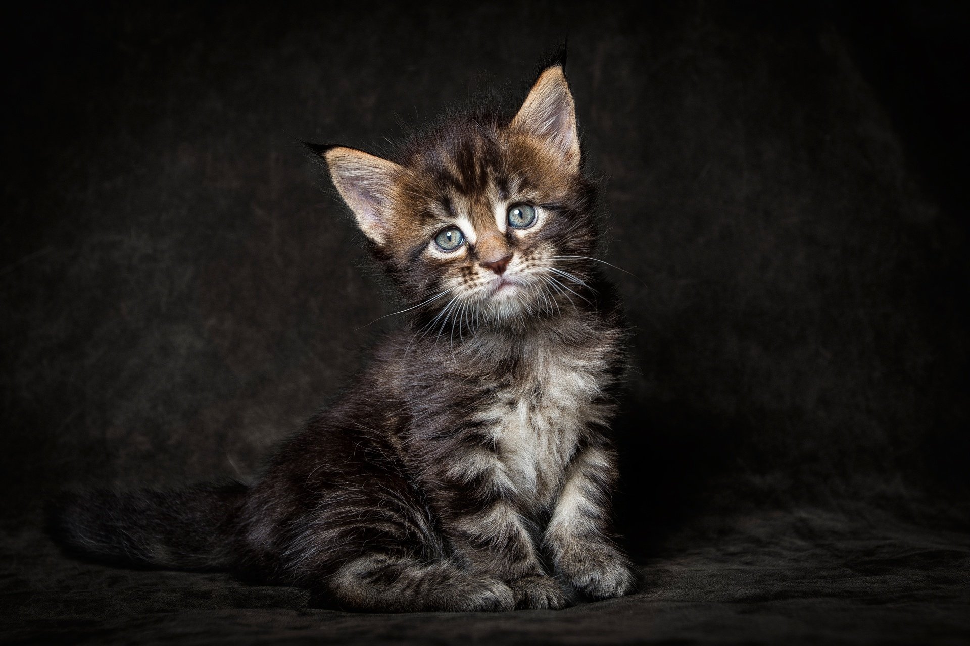 maine coon gatito gato mirada fondo oscuro