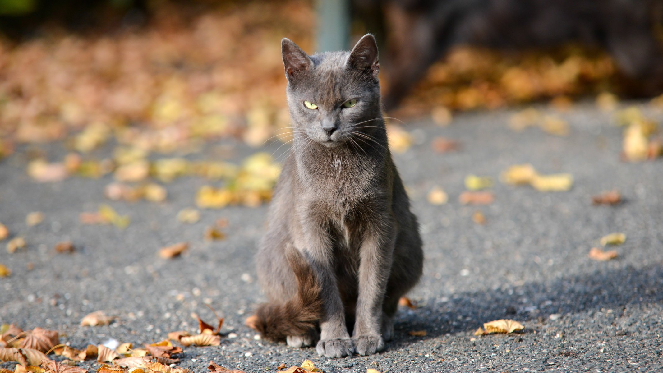 chat automne bokeh vue