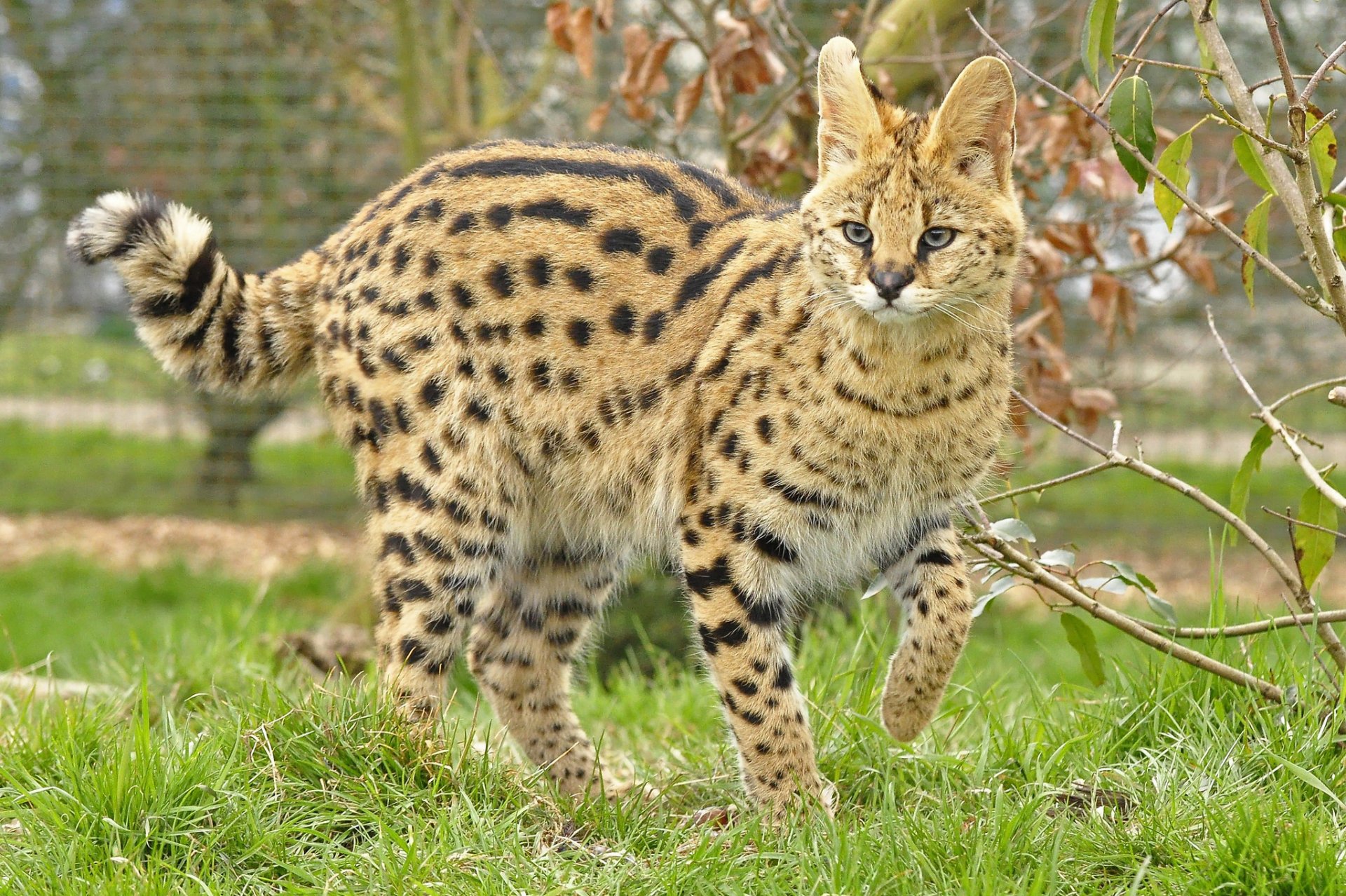 serval żbik spojrzenie drapieżnik