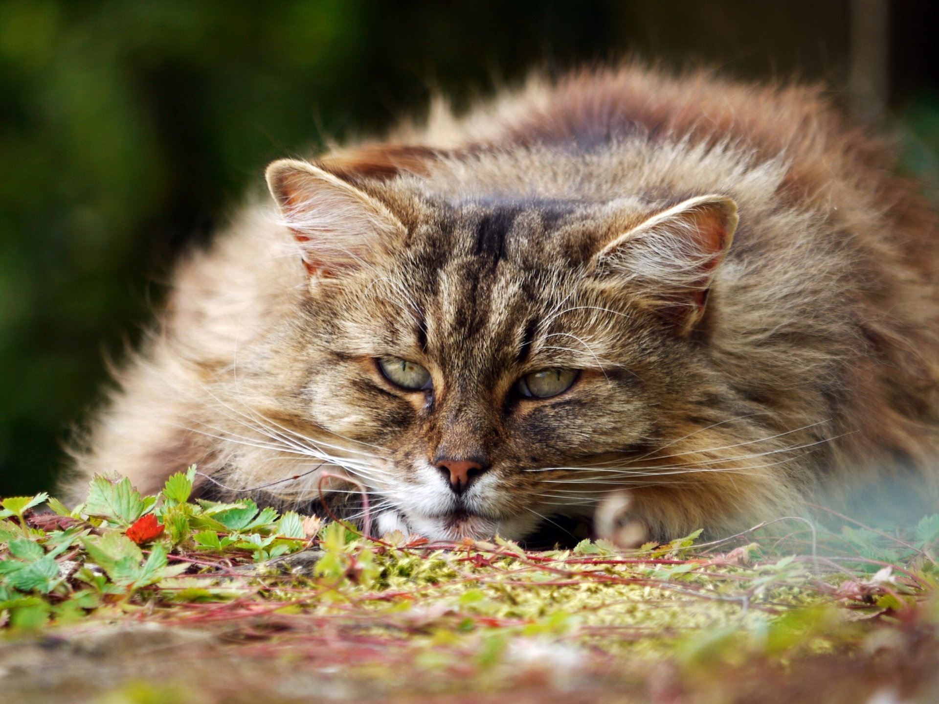 chat important moelleux museau regard