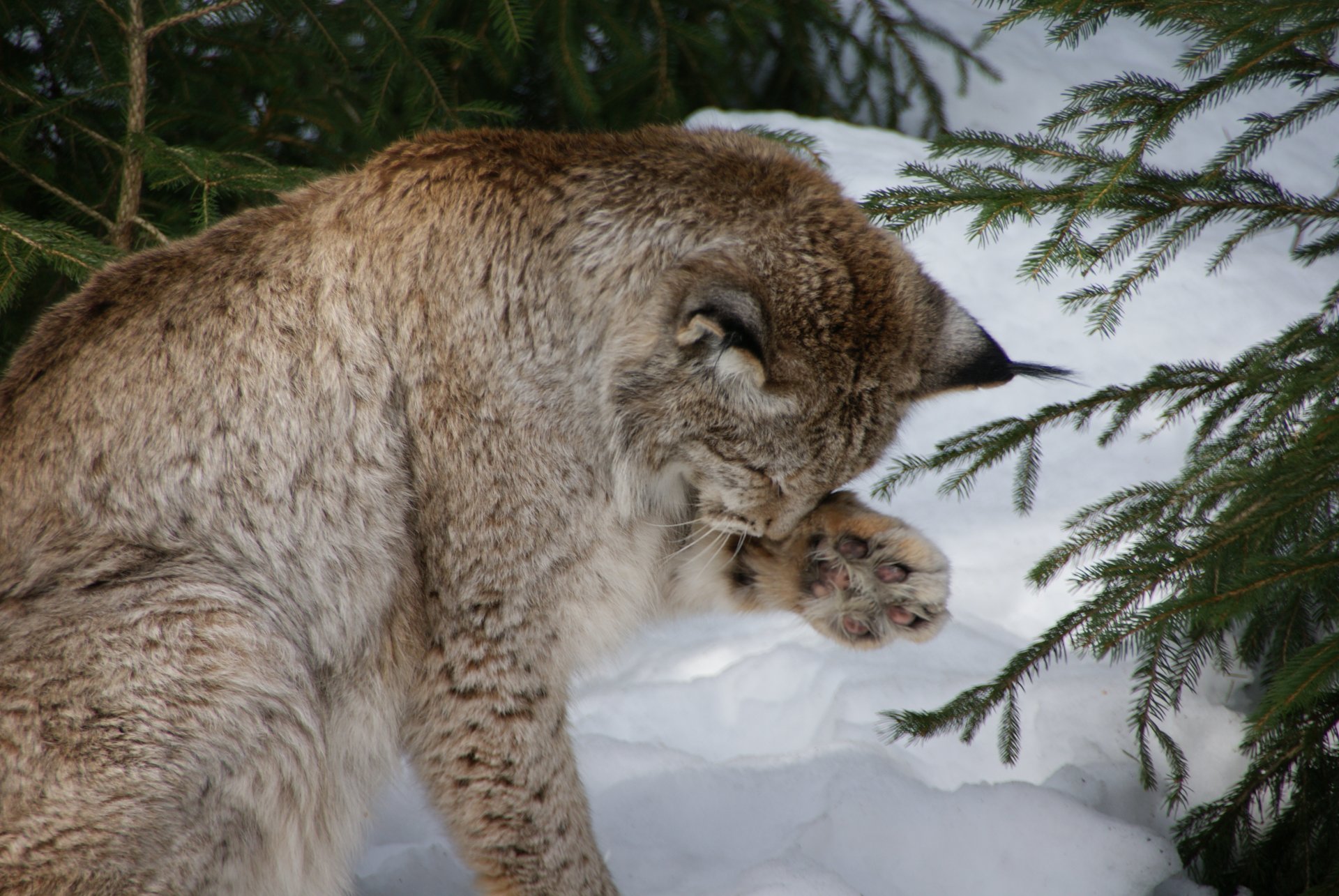 lince eurasiatica o comune lynx lynx lavaggio cura di sé igiene personale riordinare fare il bagno neve rami germania