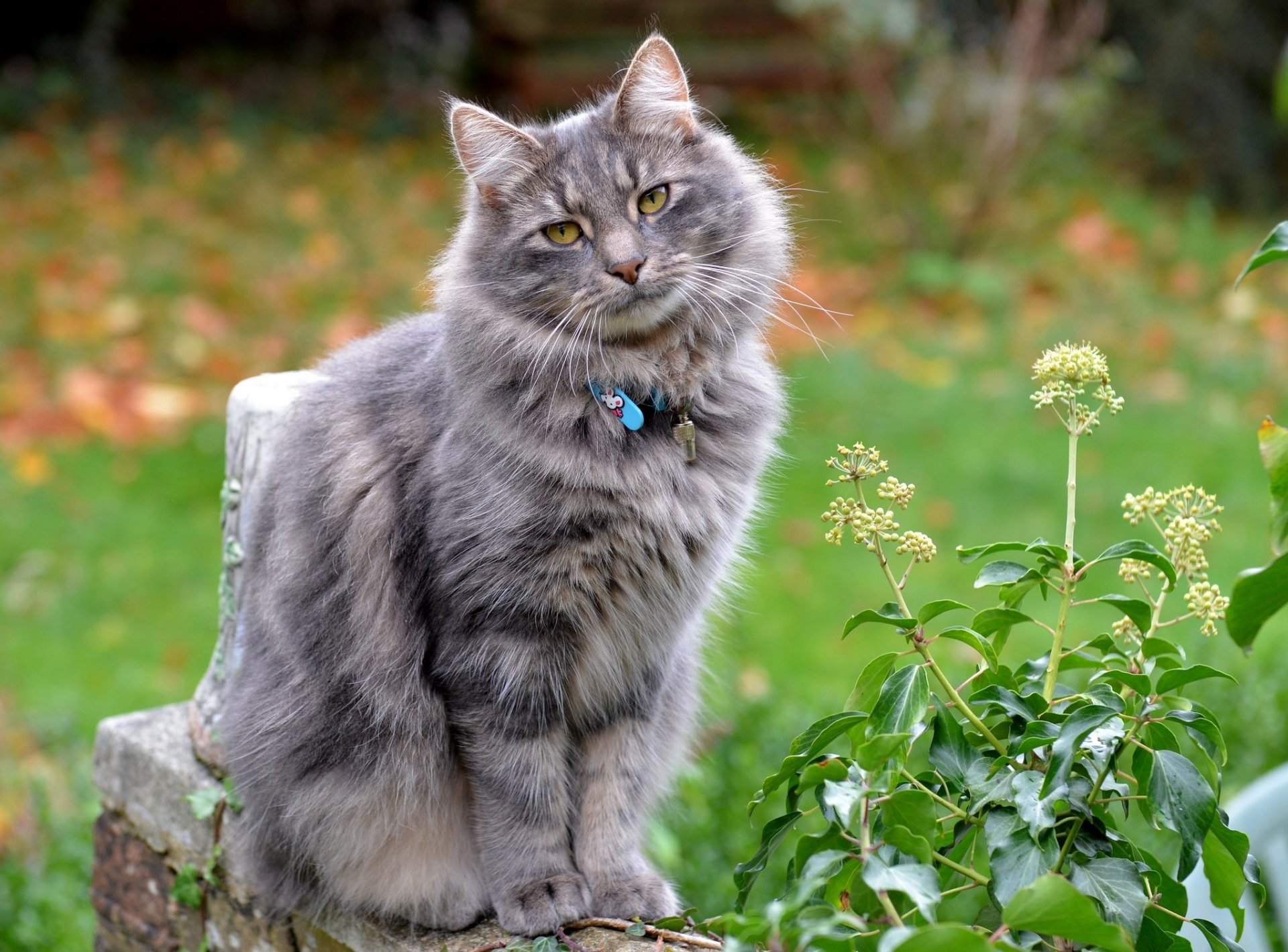 katze tier augen blick ohren kragen sitzt