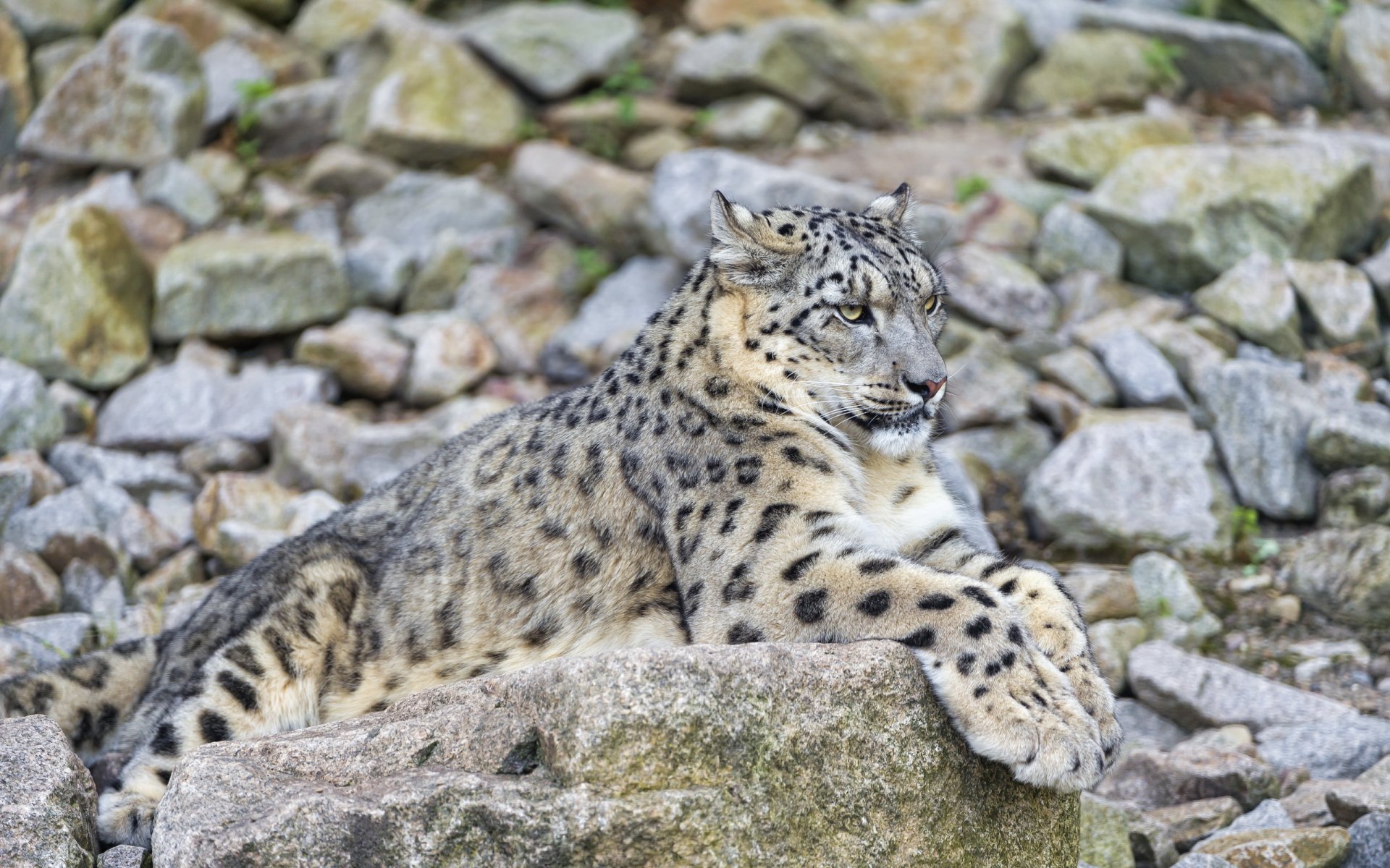 now leopard snow leopard rest stone predator