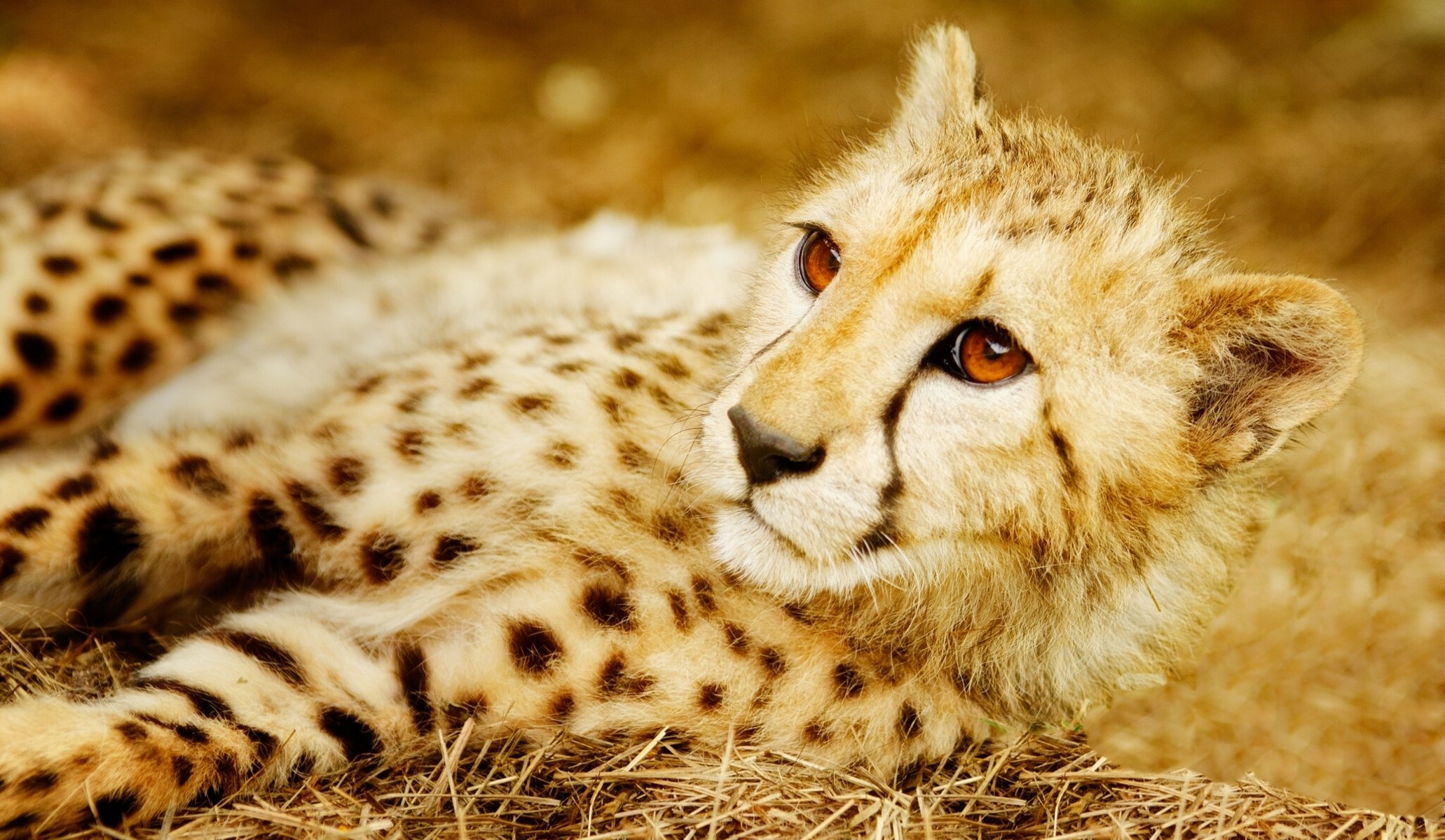 guépard chat sauvage prédateur