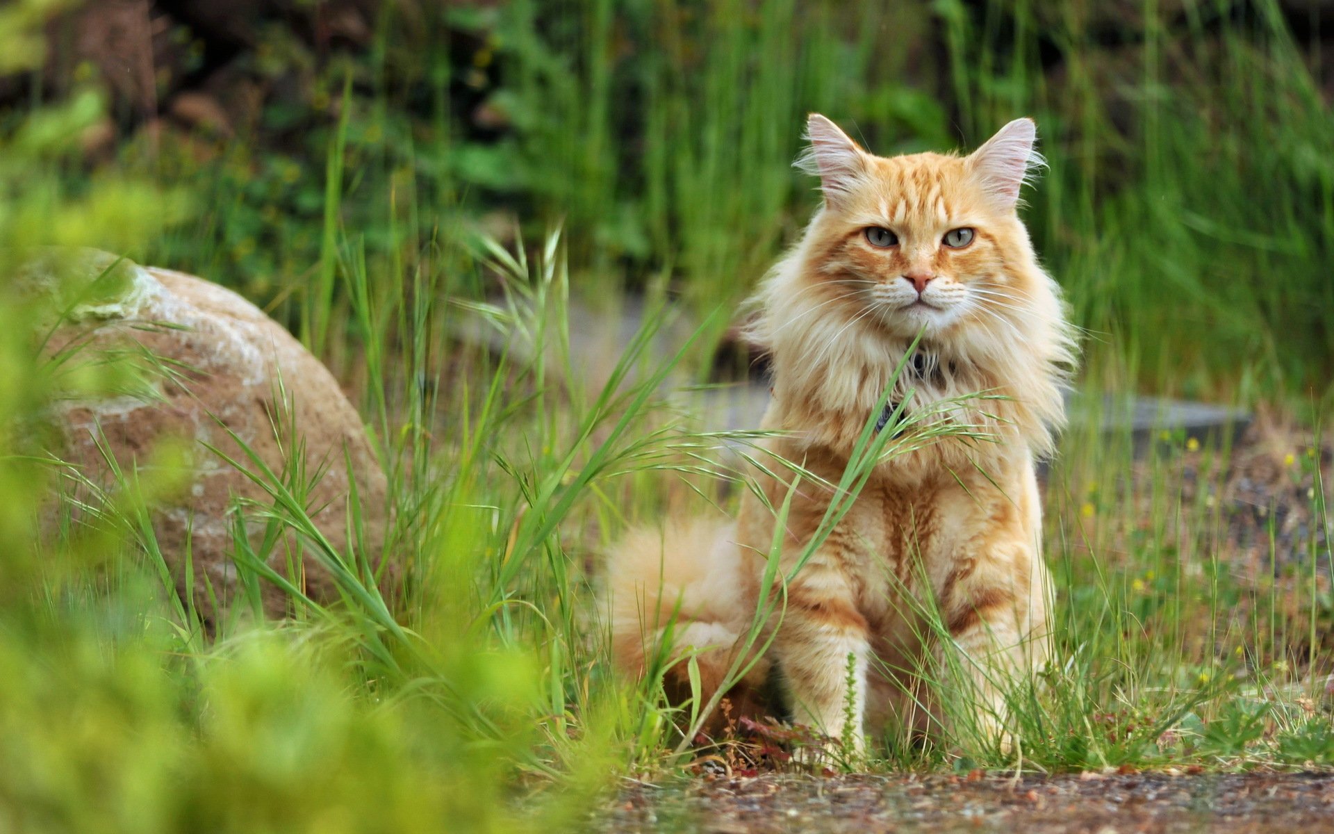 gatto vista natura