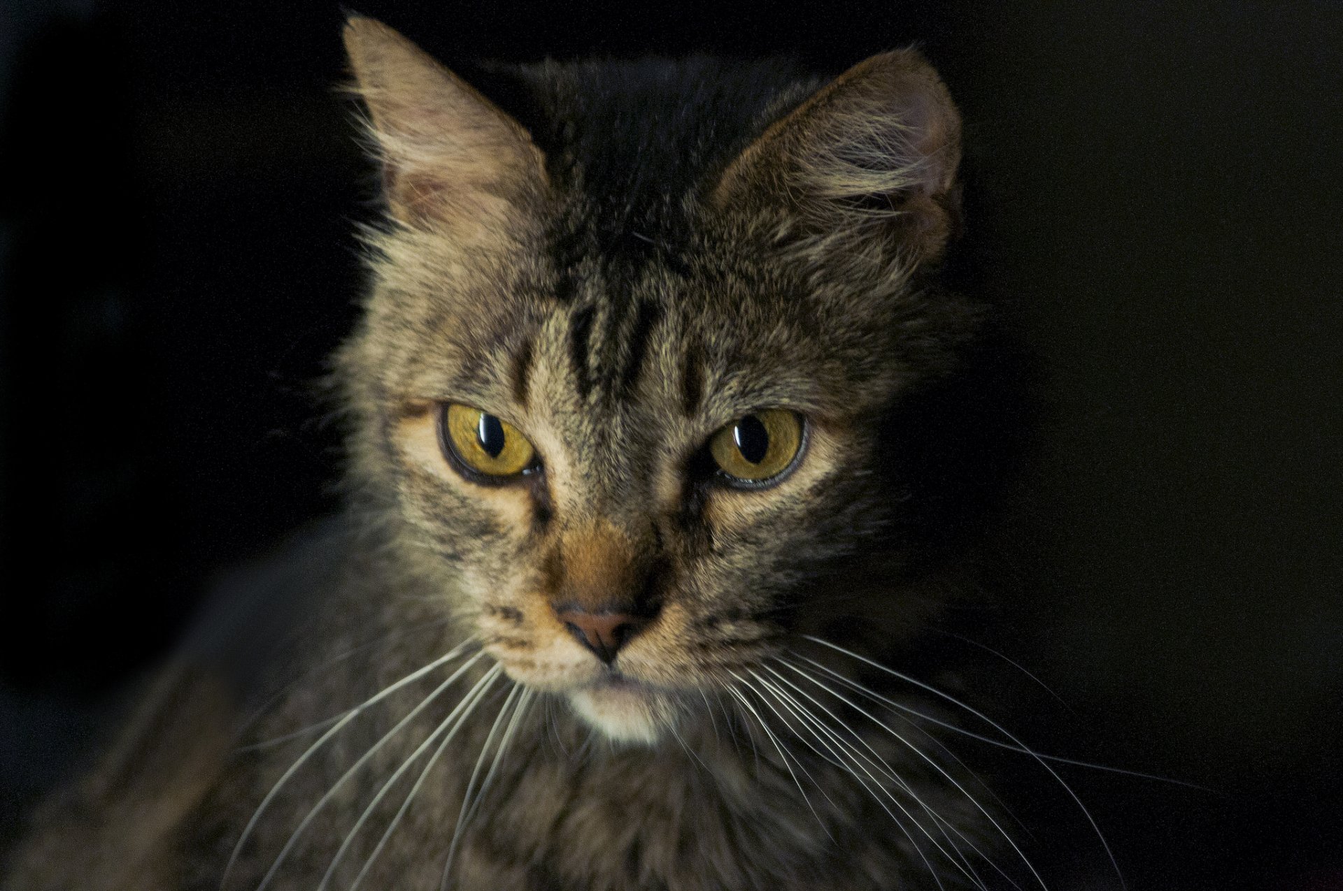 gatto grigio mezzaluna sguardo