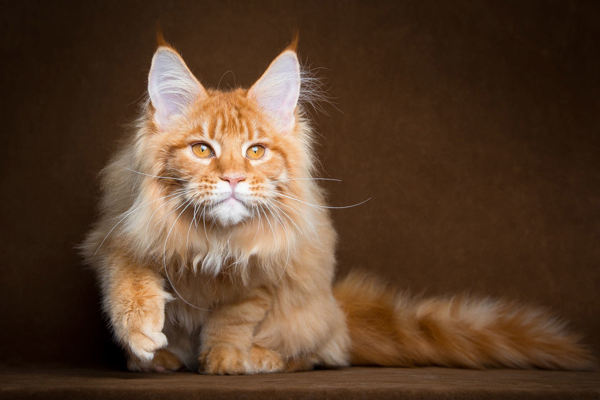 gatto maine coon rosso peloso