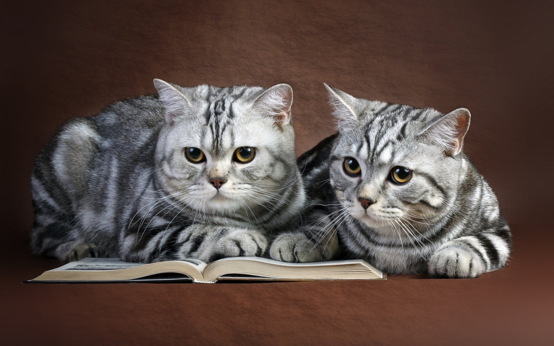 katzen ein paar ein buch