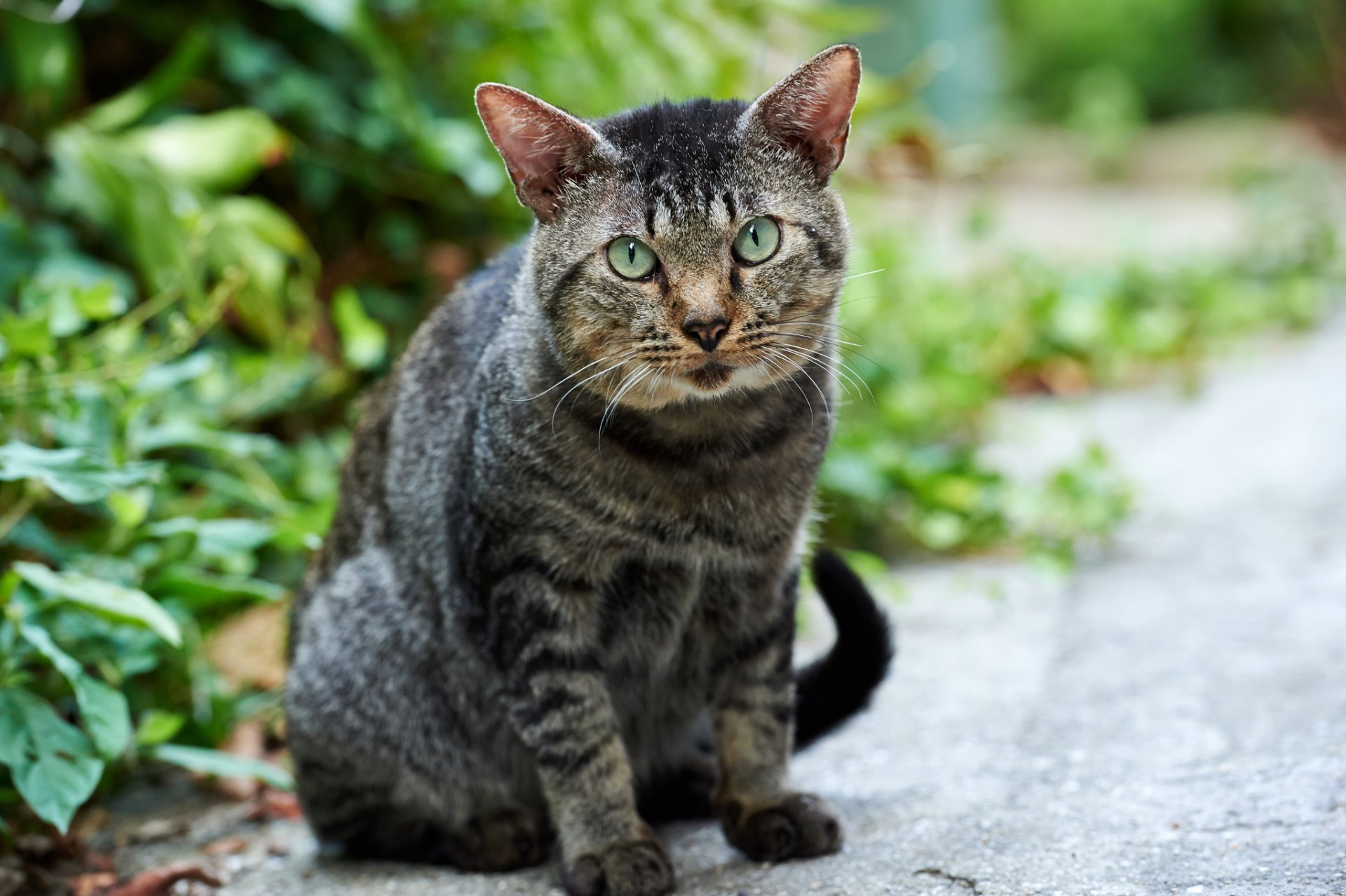 chat chat chat rue verdure