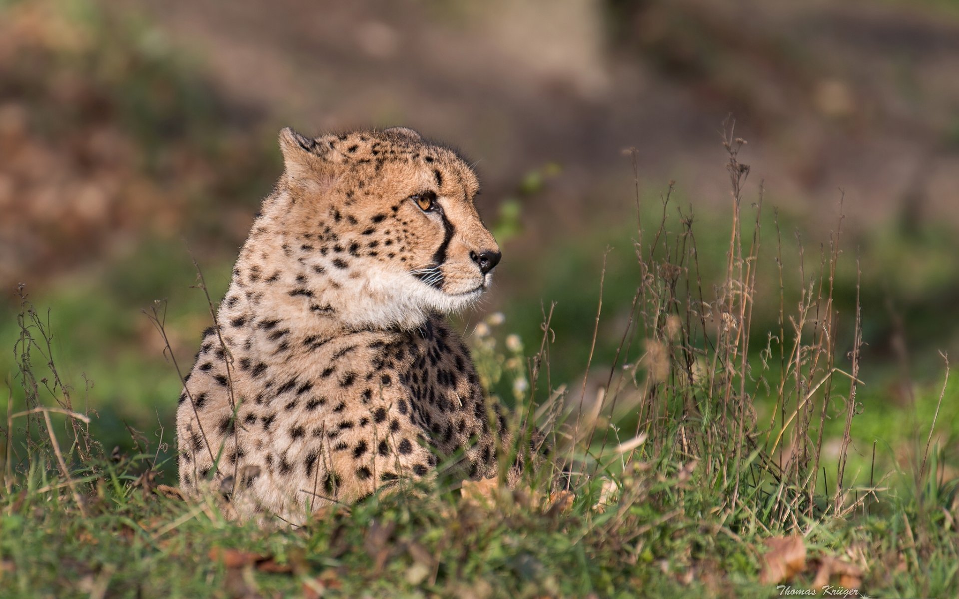 gepard wildkatze raubtier porträt gras