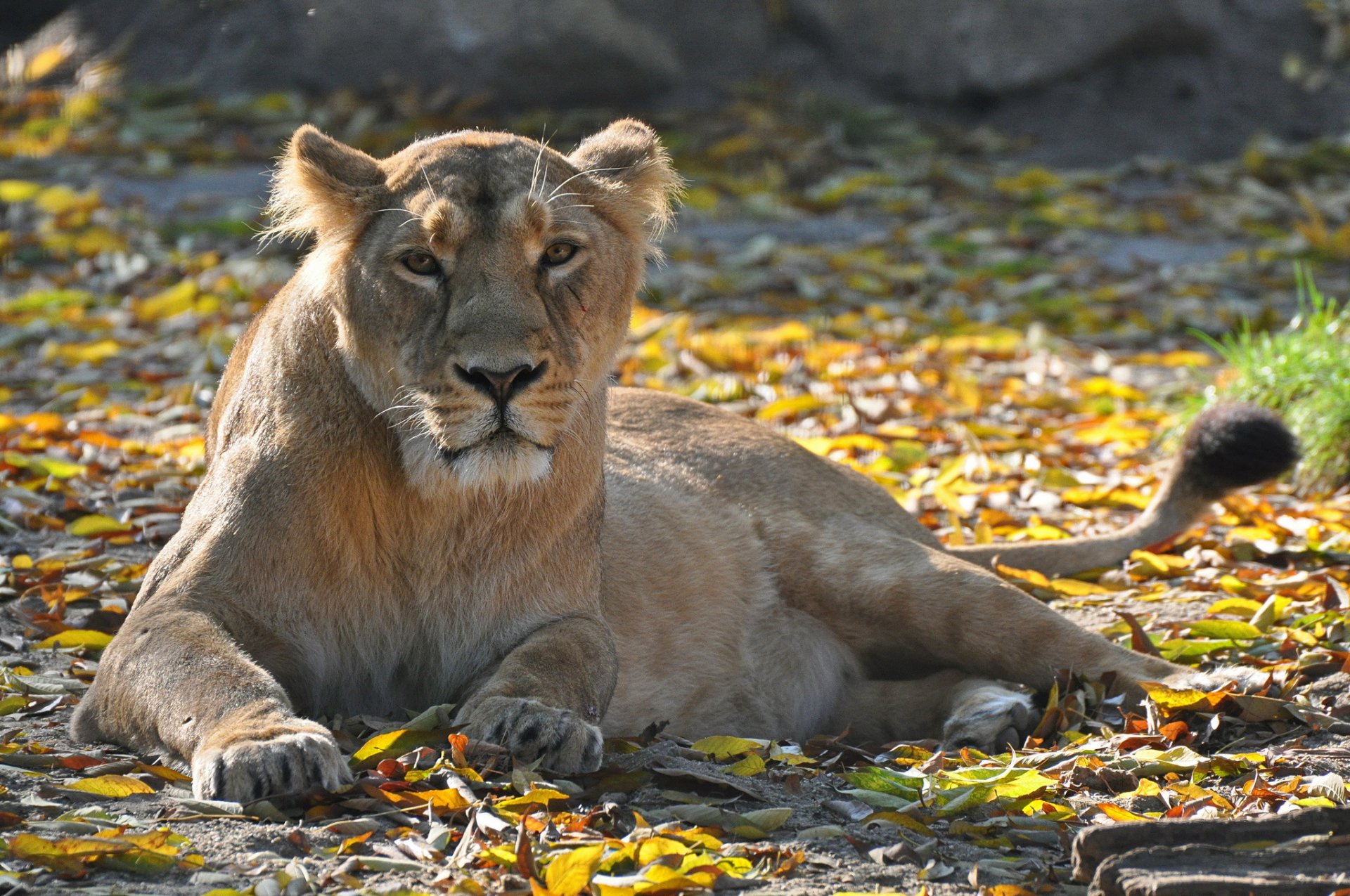 lion lionne repos vue prédateur feuillage