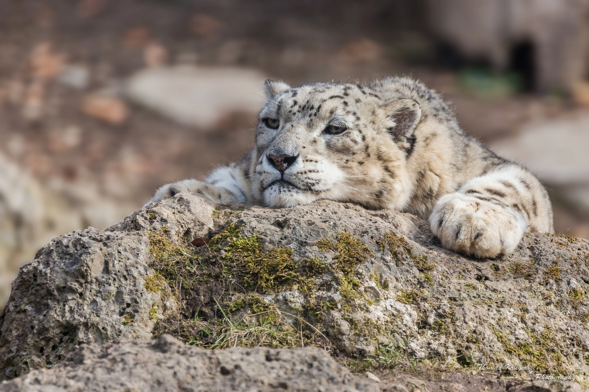 leopardo de las nieves leopardo irbis gato salvaje depredador hocico patas piedra musgo descanso