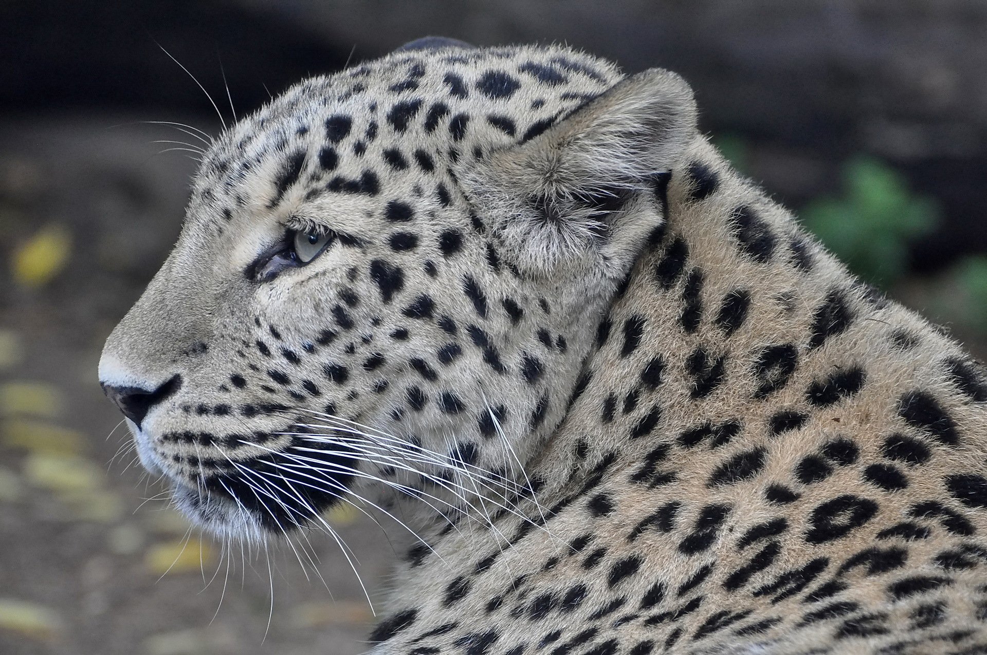 leopardo persiano muso profilo predatore