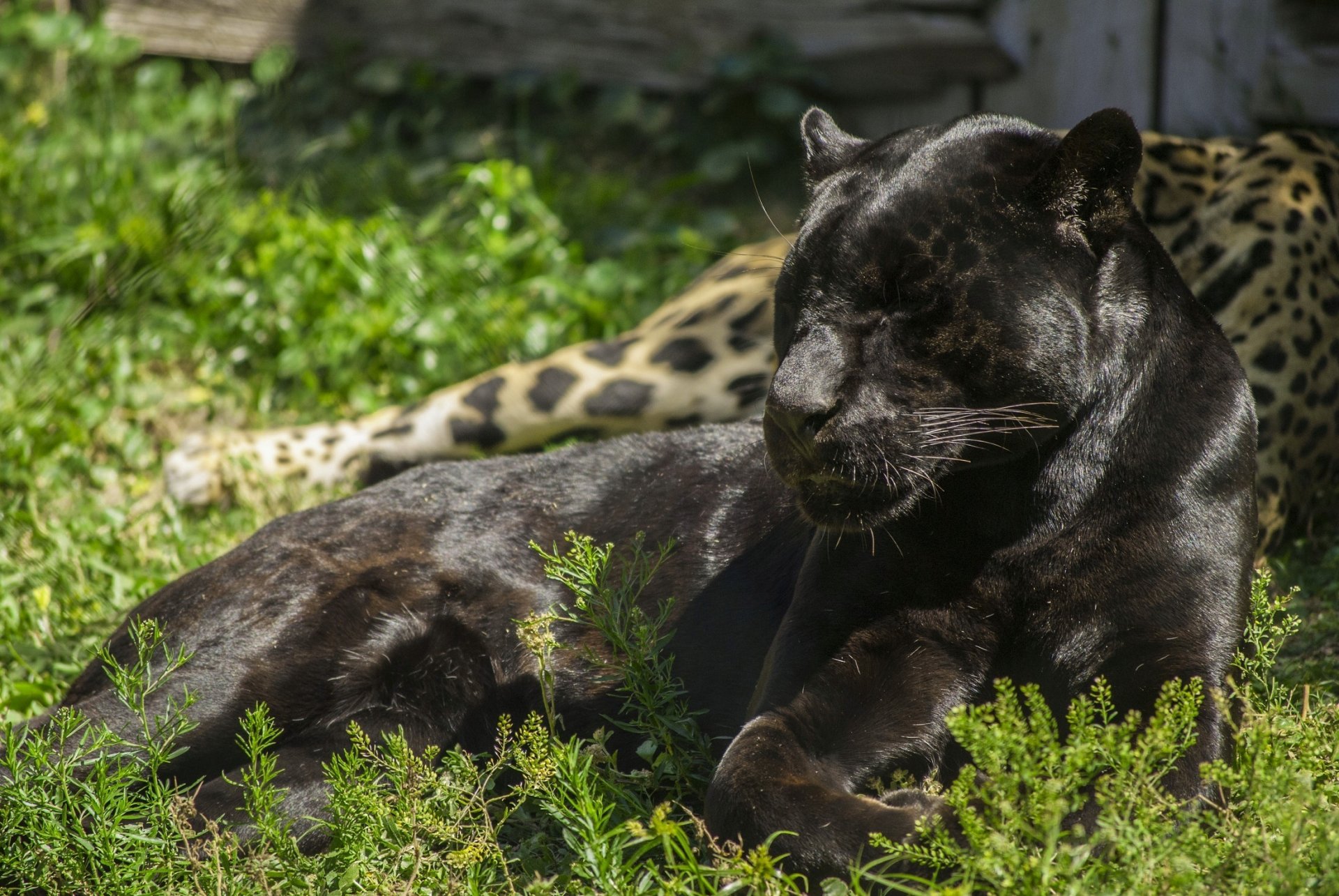 jaguar noir panthère chat sauvage prédateur se trouve repos lumière