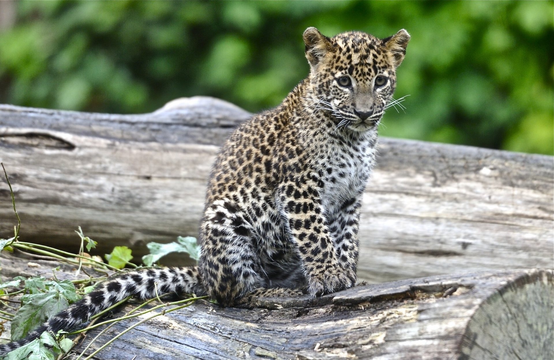 leopardo cachorro manchas