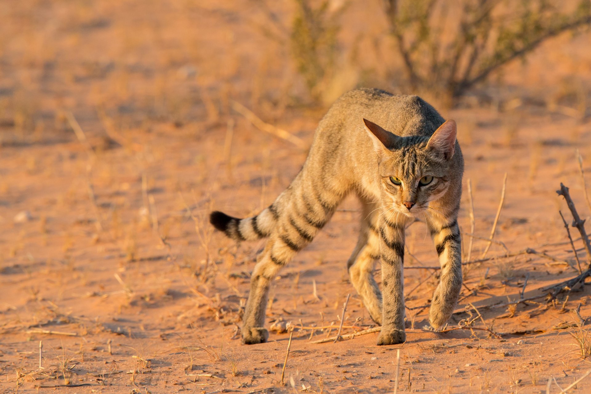 gatto africano selvaggio