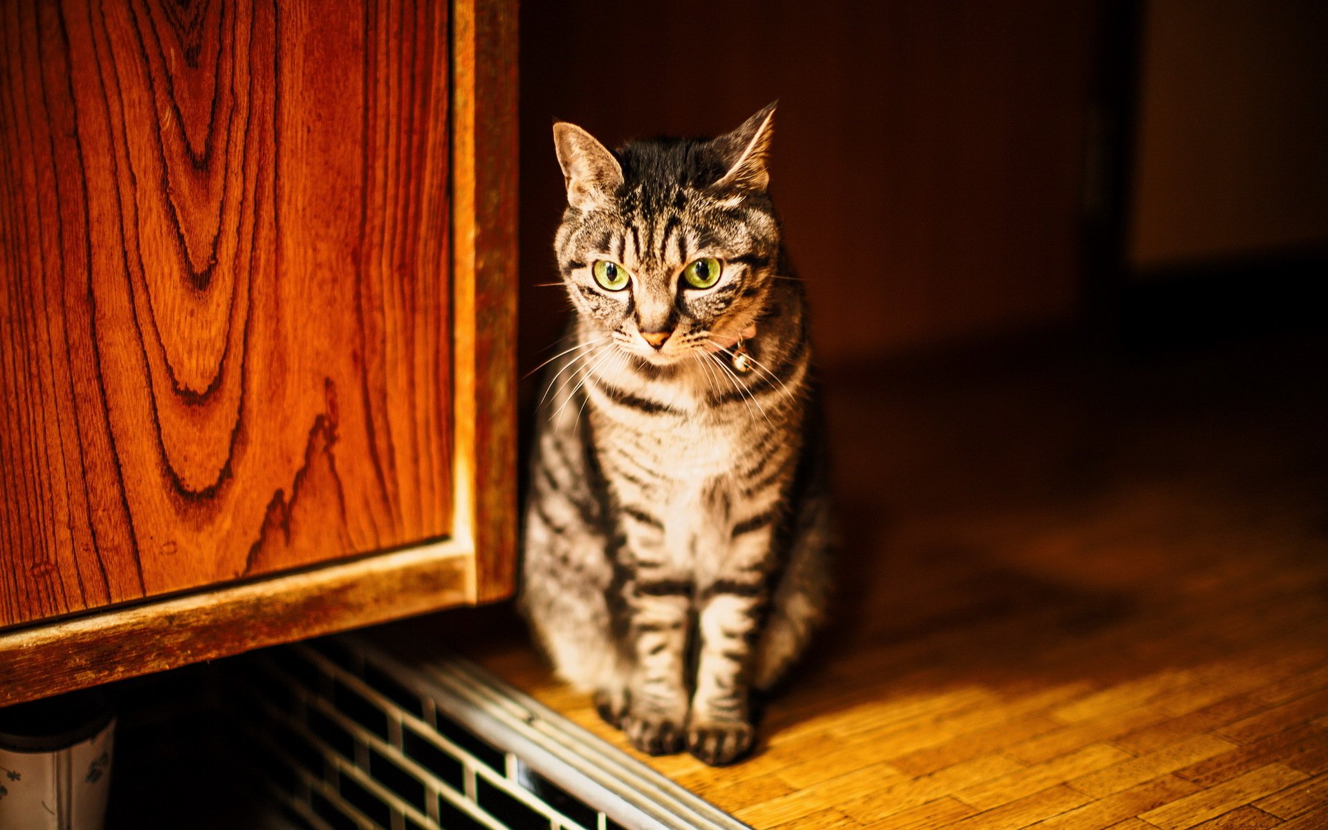 gato casa fondo