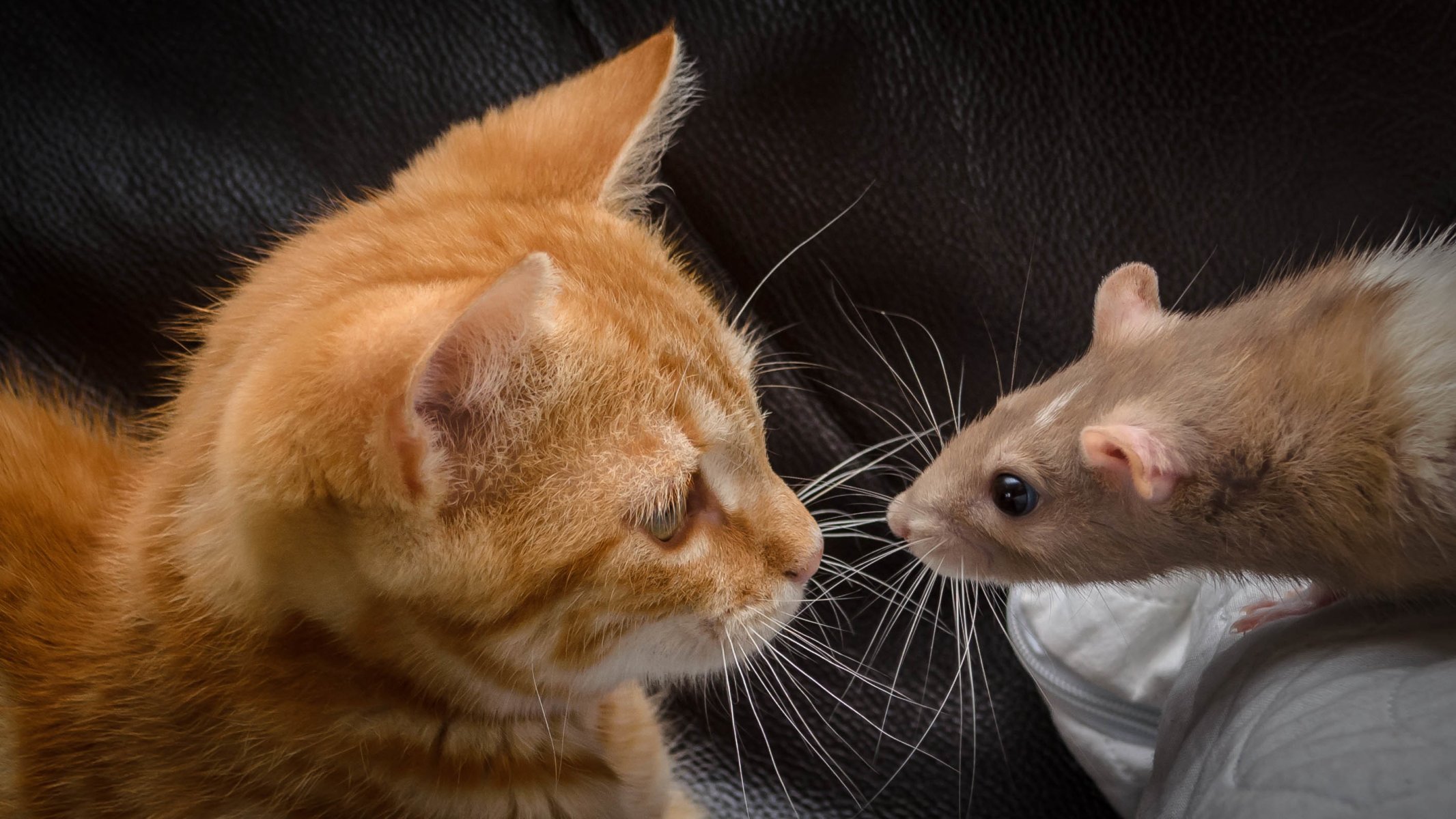 chat chat chaton rouge rat moustache