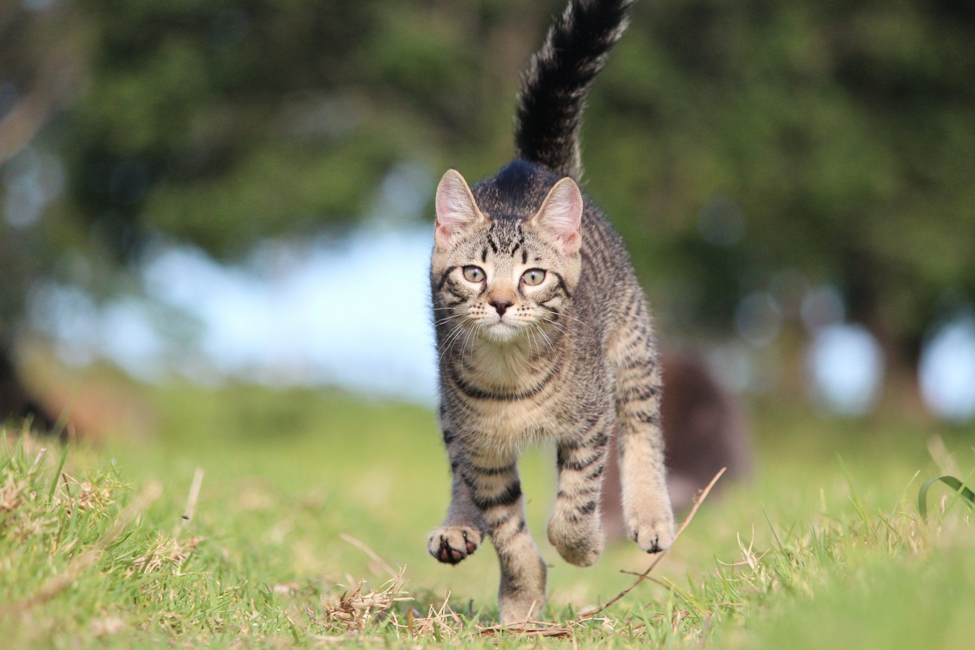 grass reflections kitten grey running