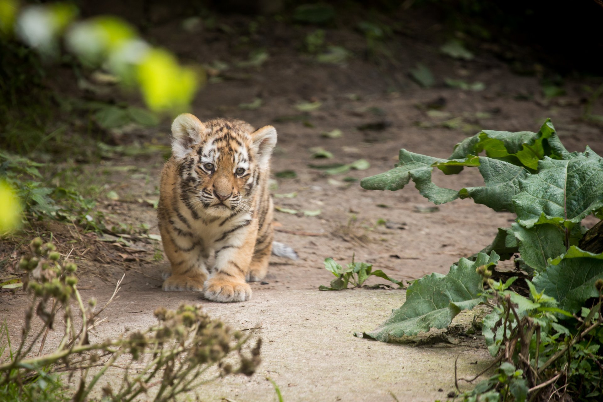 tigre amur gato bardana