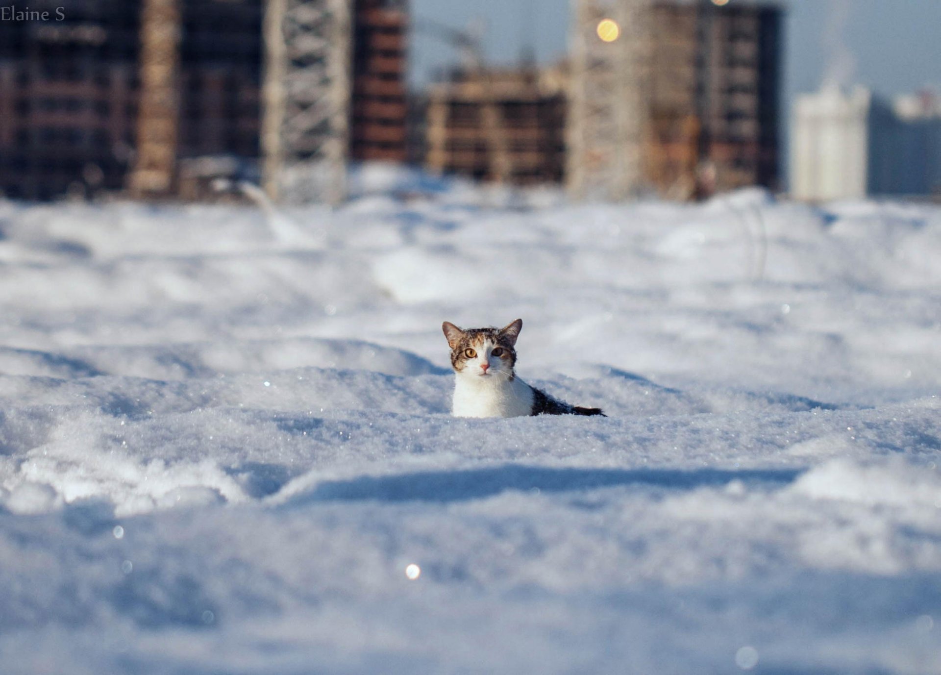 hiver neige dérives chat laine vue