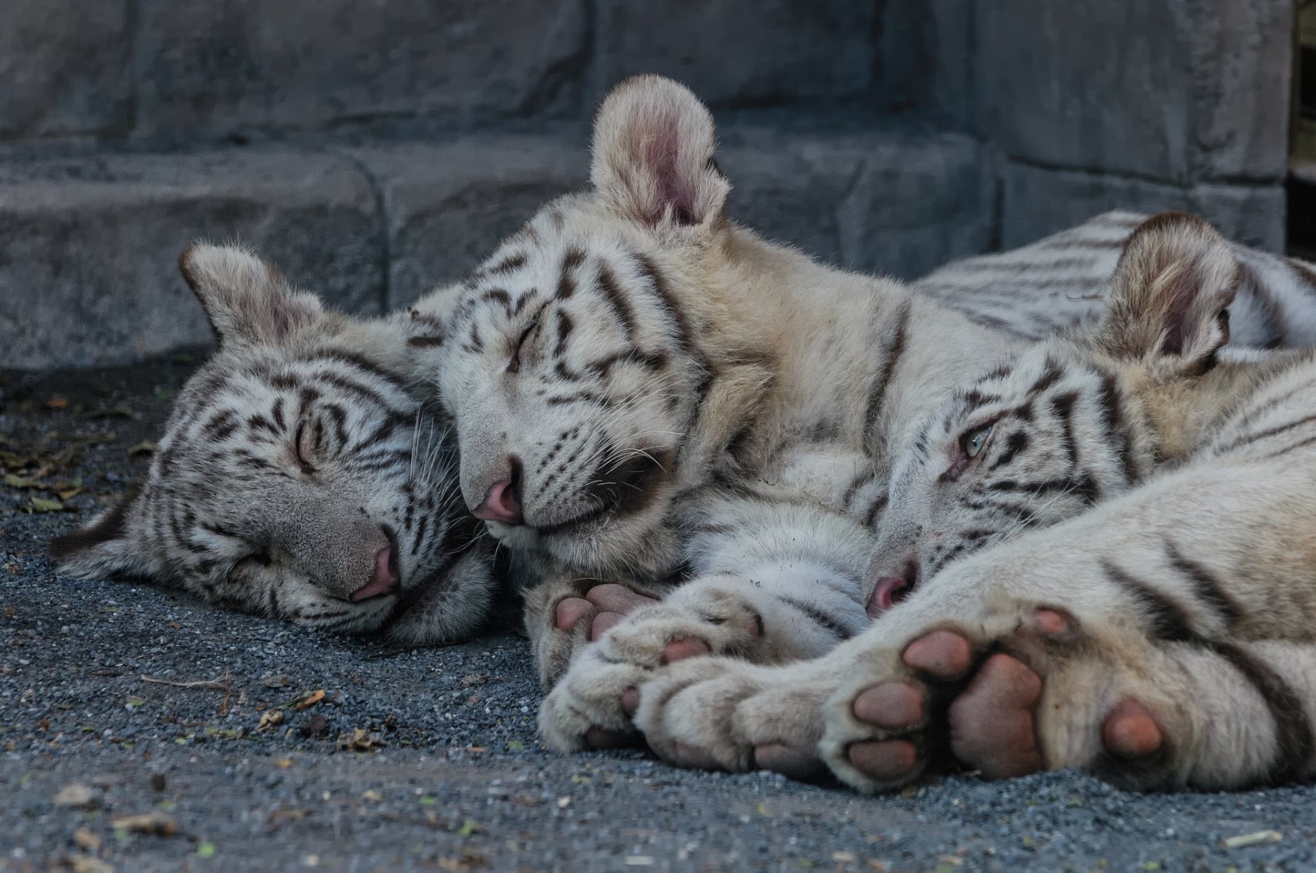 weißer tiger katze tiger kätzchen jungtiere ruhe schlaf trinity