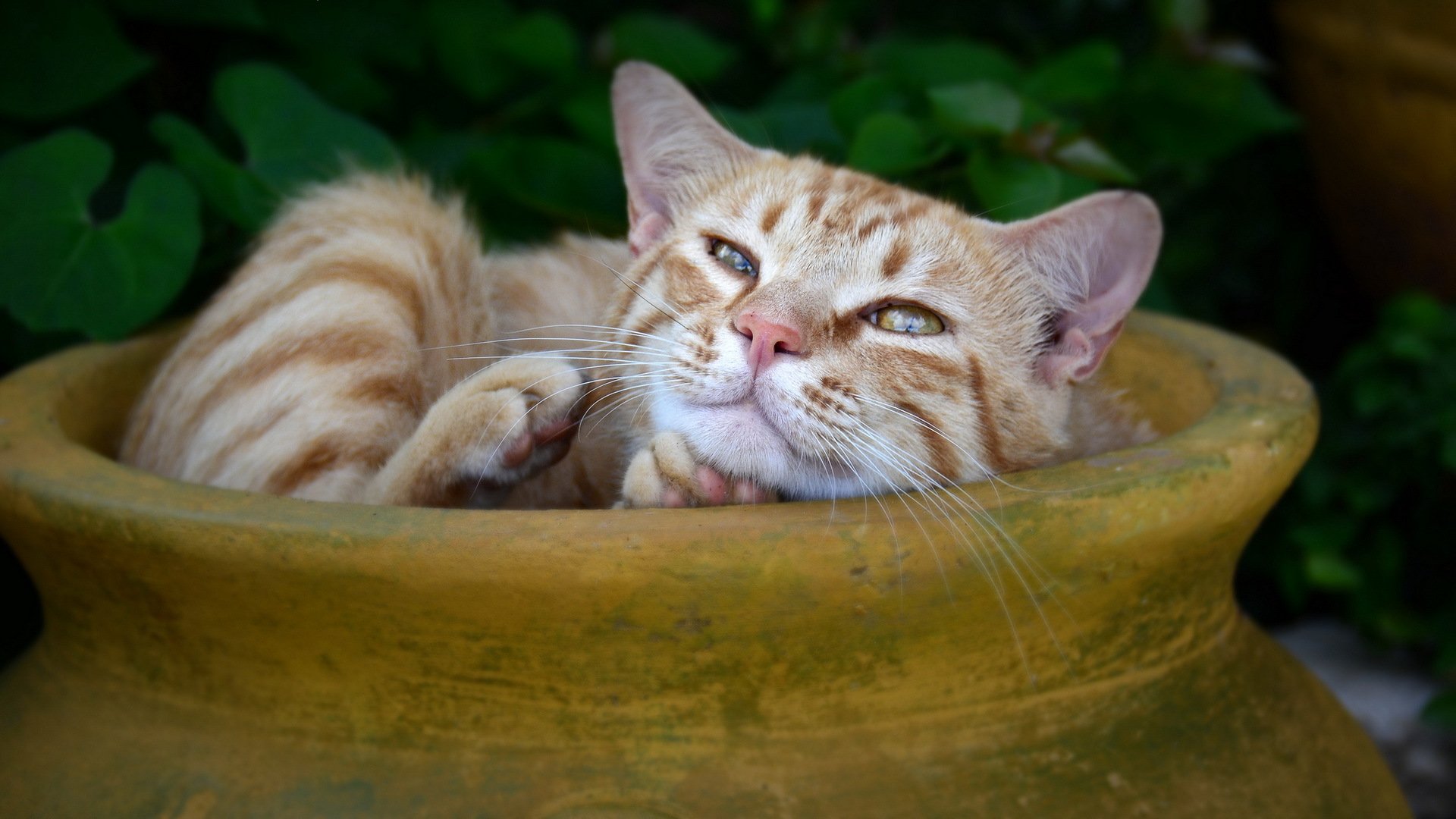 gato mirada fondo