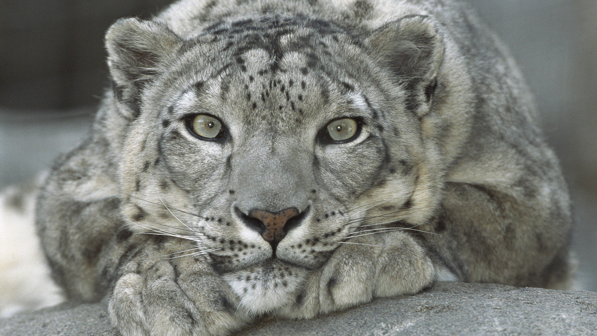 leopardo descanso piedras grises ojos