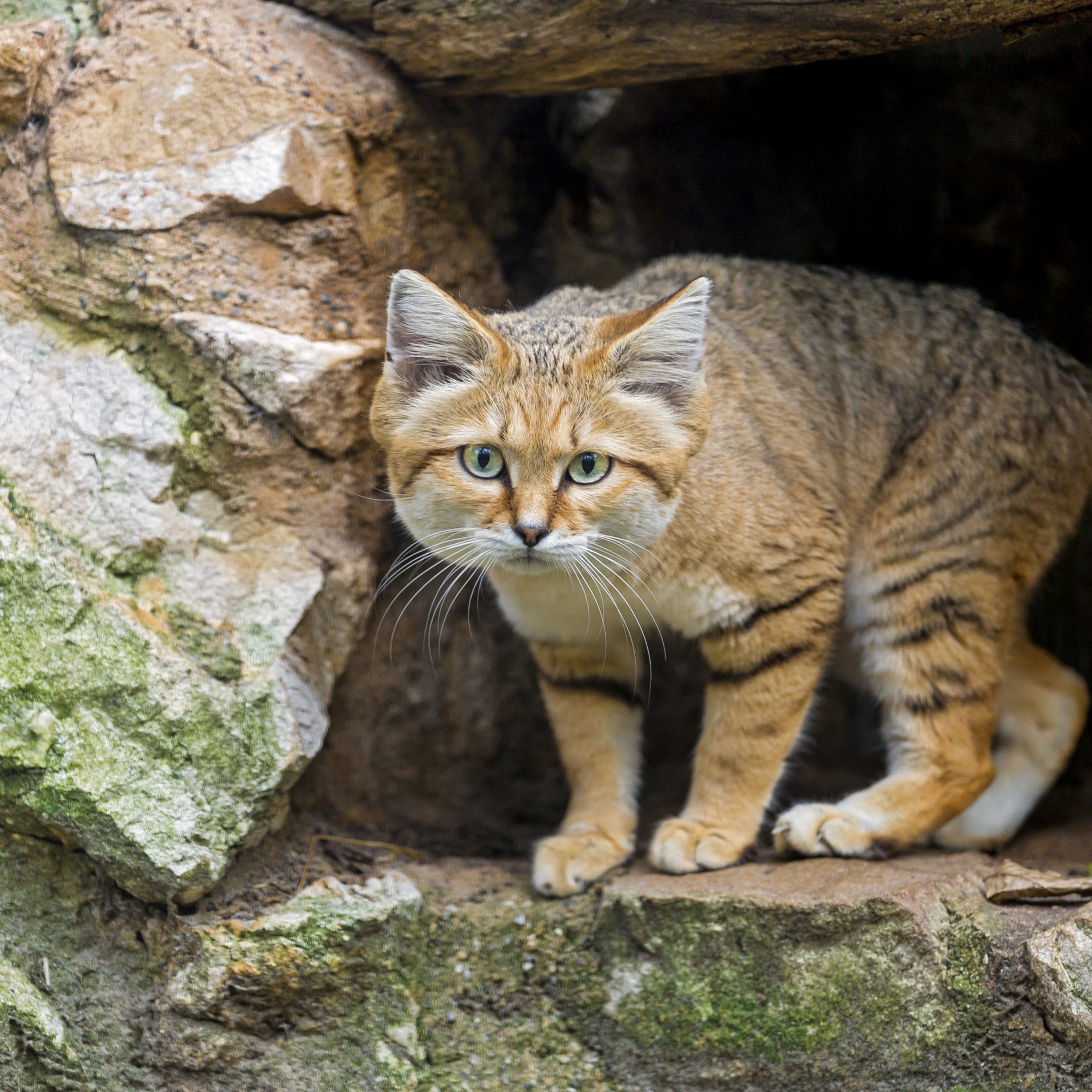 барханная кошка песчаный кот взгляд песок кошка ©tambako the jaguar