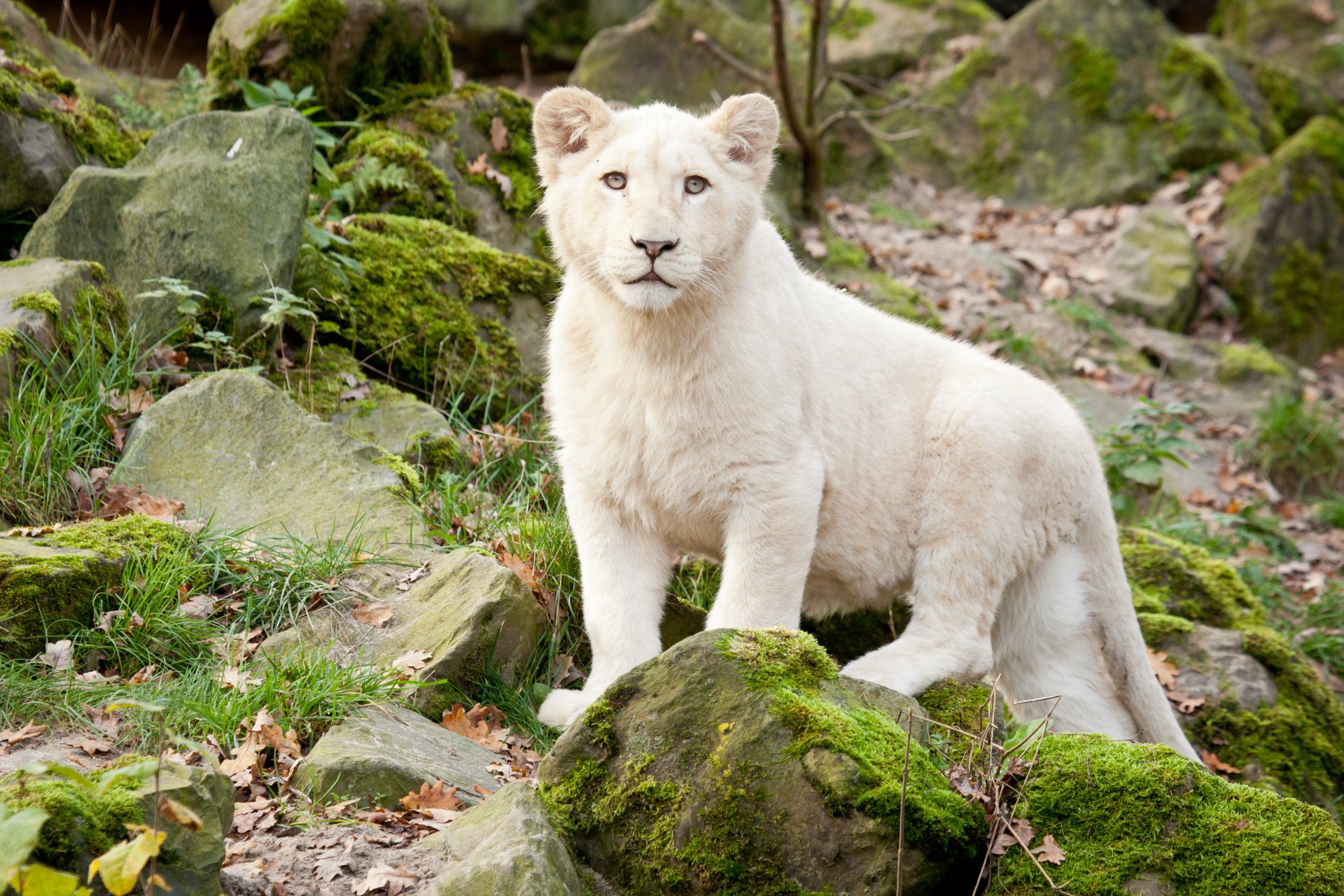 white lion cat stones moss gra