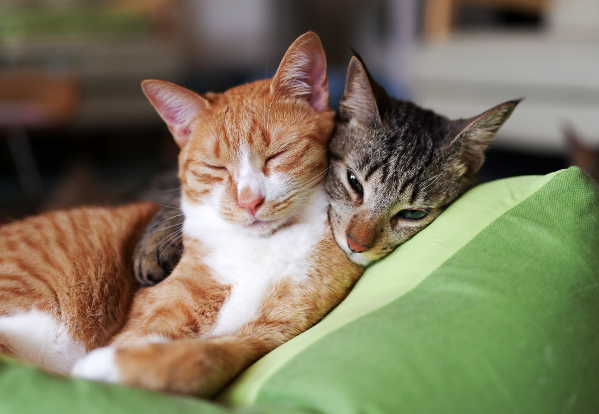 gatos gatos dos rojo gris dormir almohada