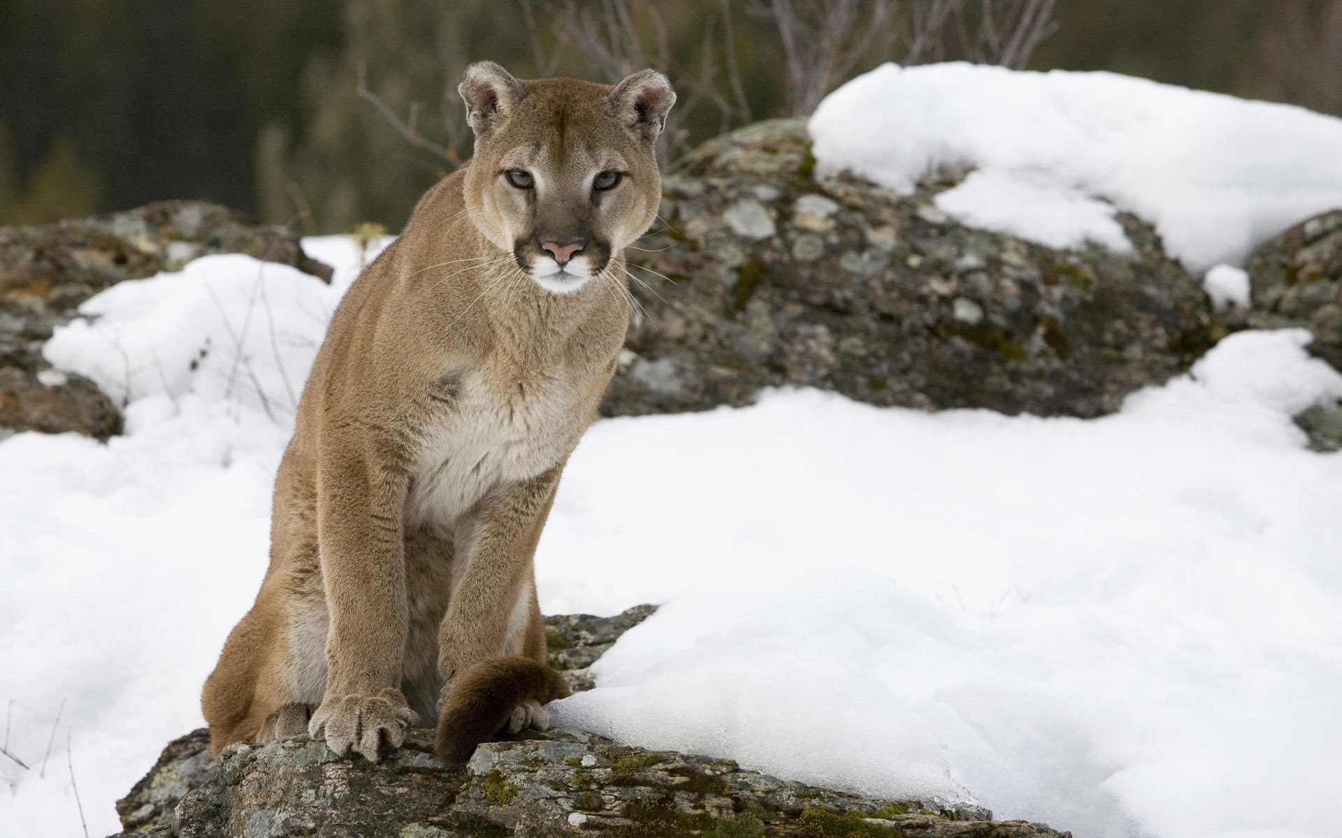 puma puma león de montaña gato nieve piedra