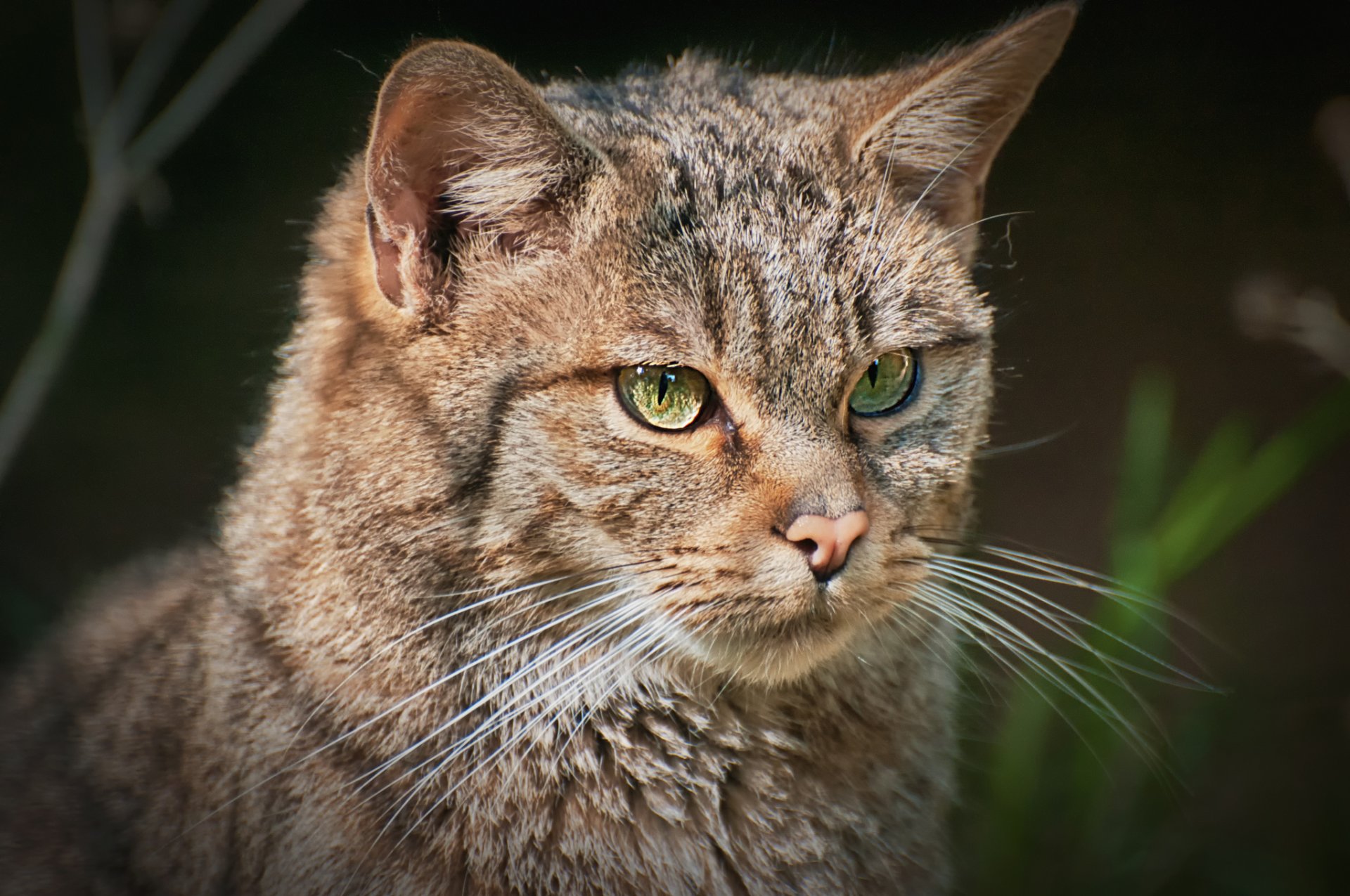 gatto foresta europea ritratto vista sfondo