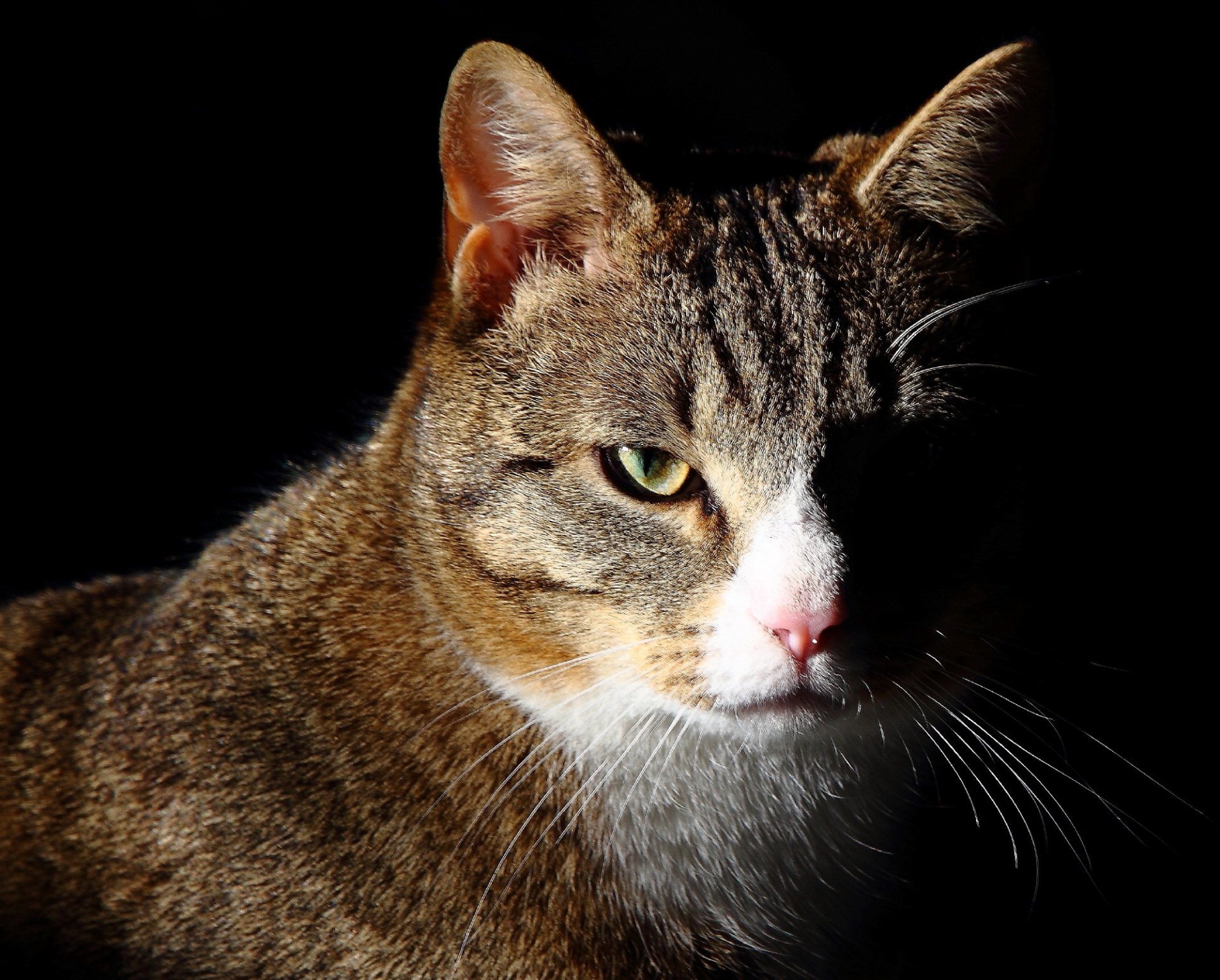 chat gris rayé portrait fond