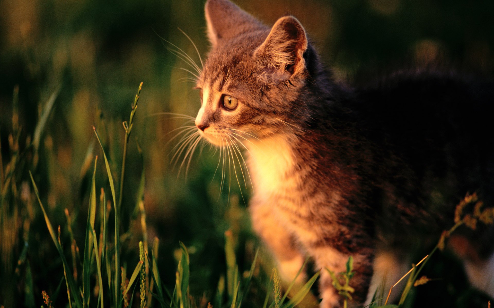 cat cat kitten grass macro