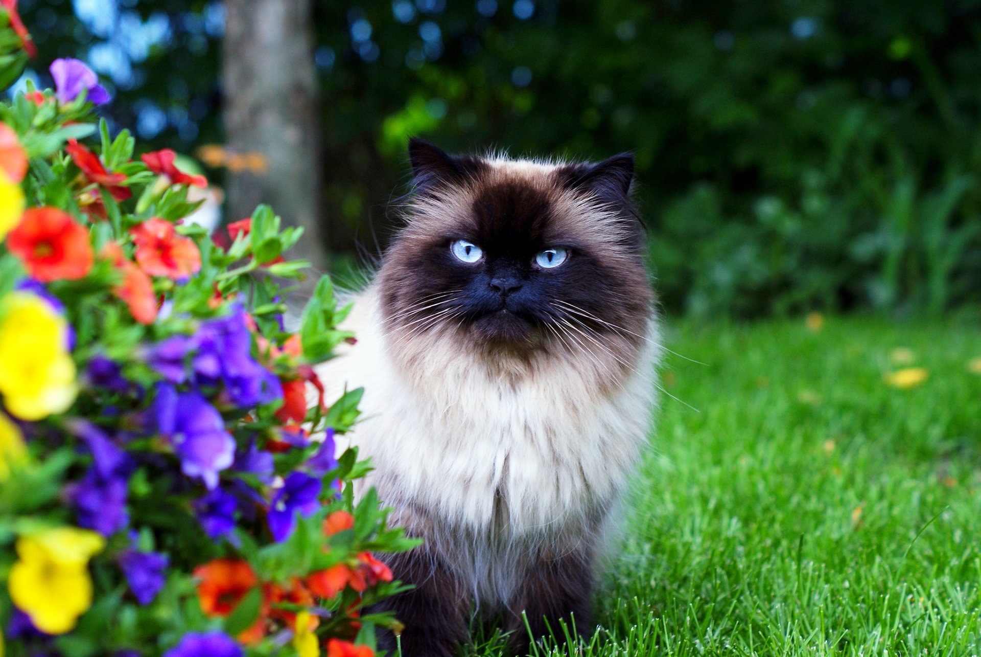 katze himalaya flauschig garten gras blumen