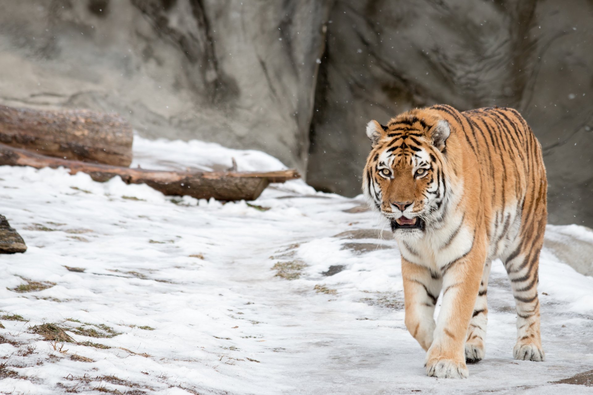 tigre de l amour chat sauvage hiver neige