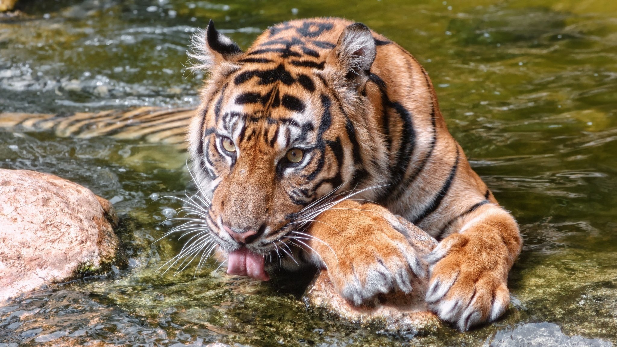 tigre gato salvaje hocico patas lengua agua baño