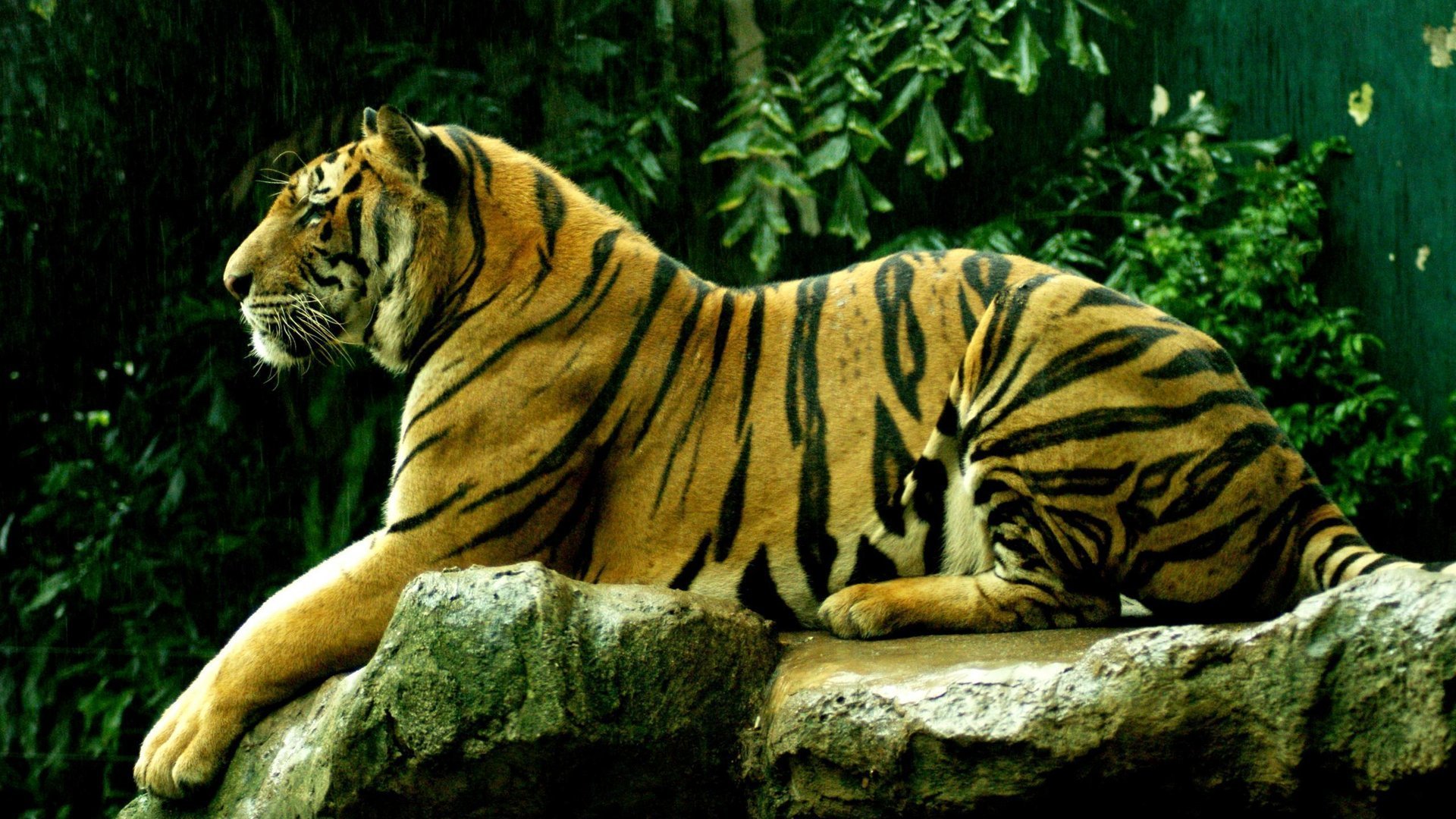 tigre fondo bestia