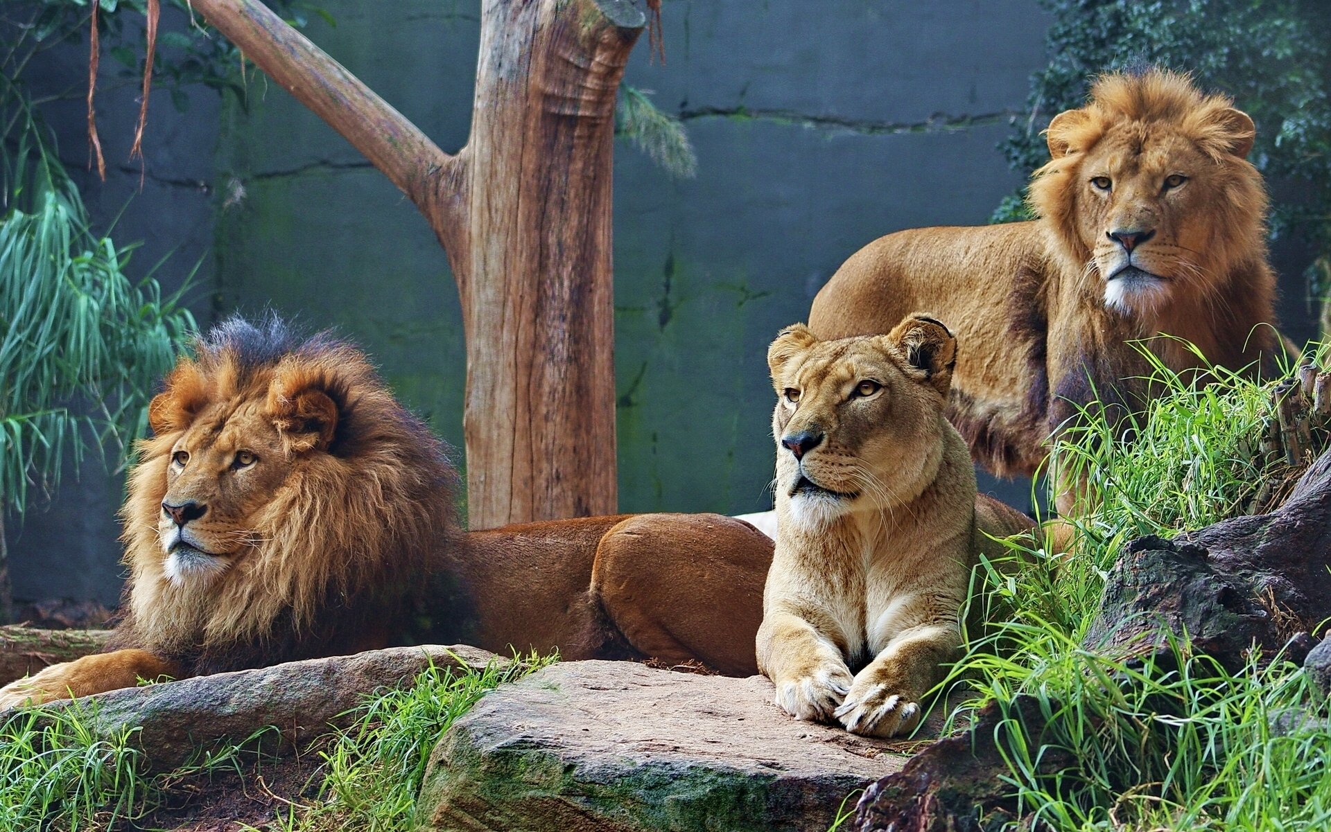 Львенок в зоопарке