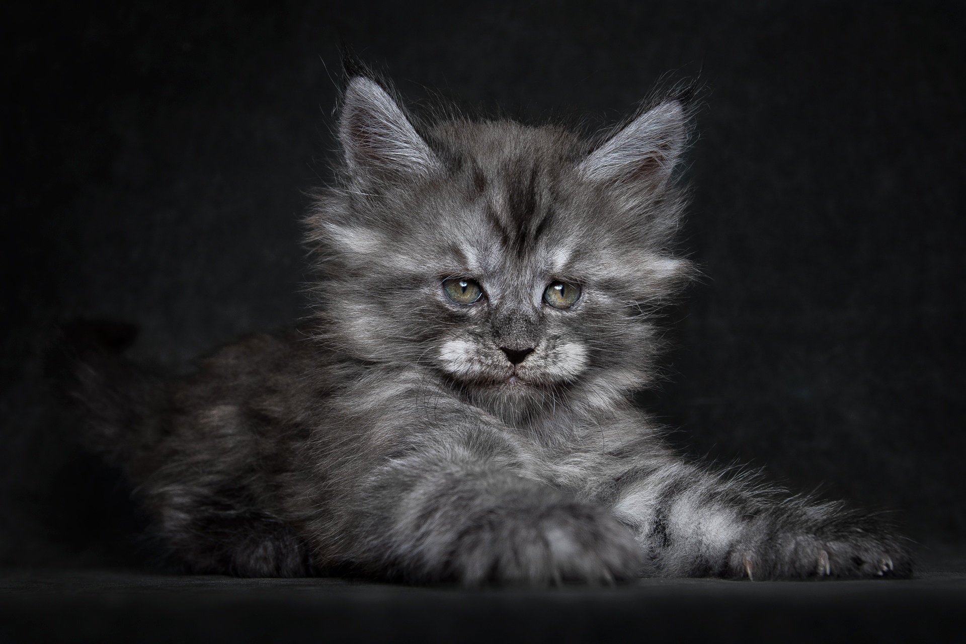 maine coon kitten furry view claws black background