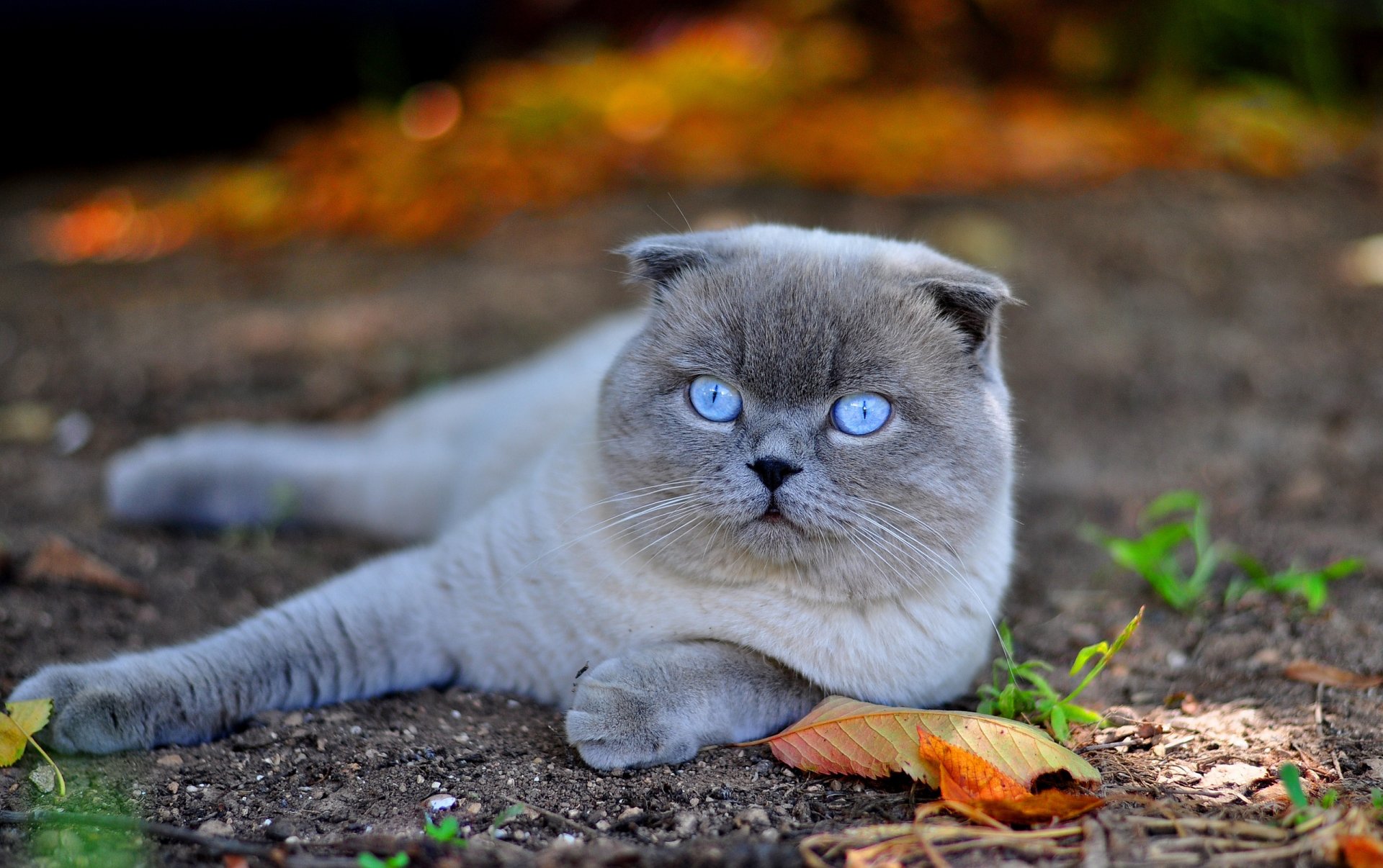 scotish fold ojos azules scottish fold