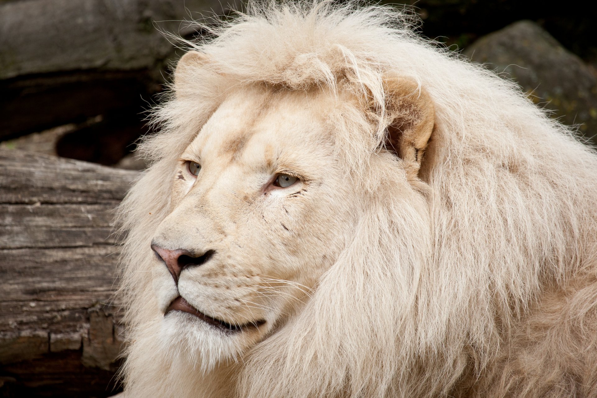 león blanco gato hocico melena