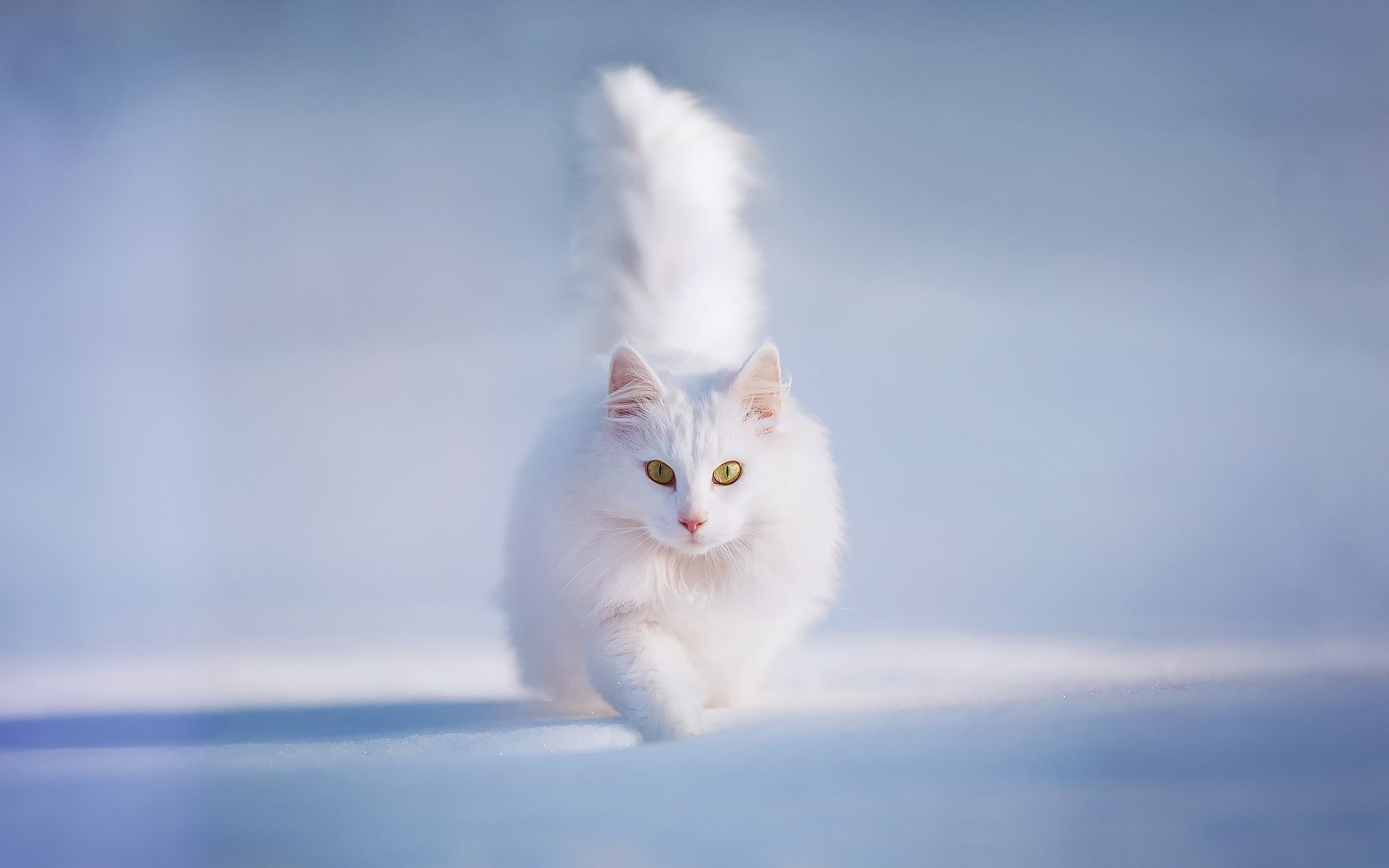 cat cat cat white and fluffy yellow eyes snow