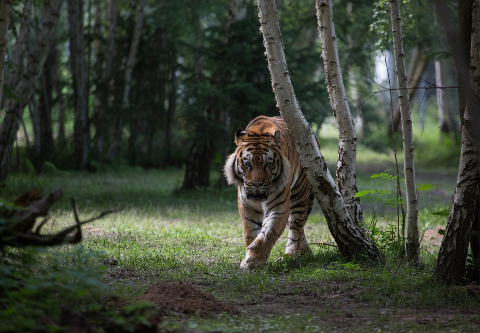 tigre chat sauvage prédateur forêt