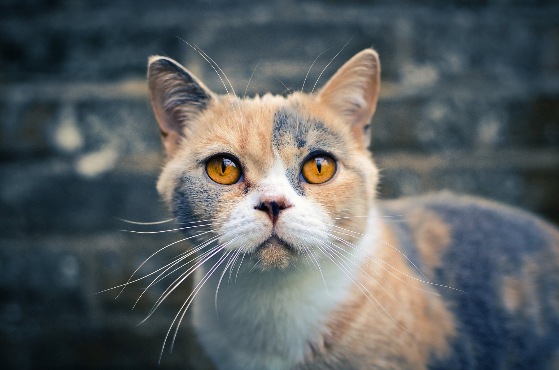 pelo corto británico mirada gato