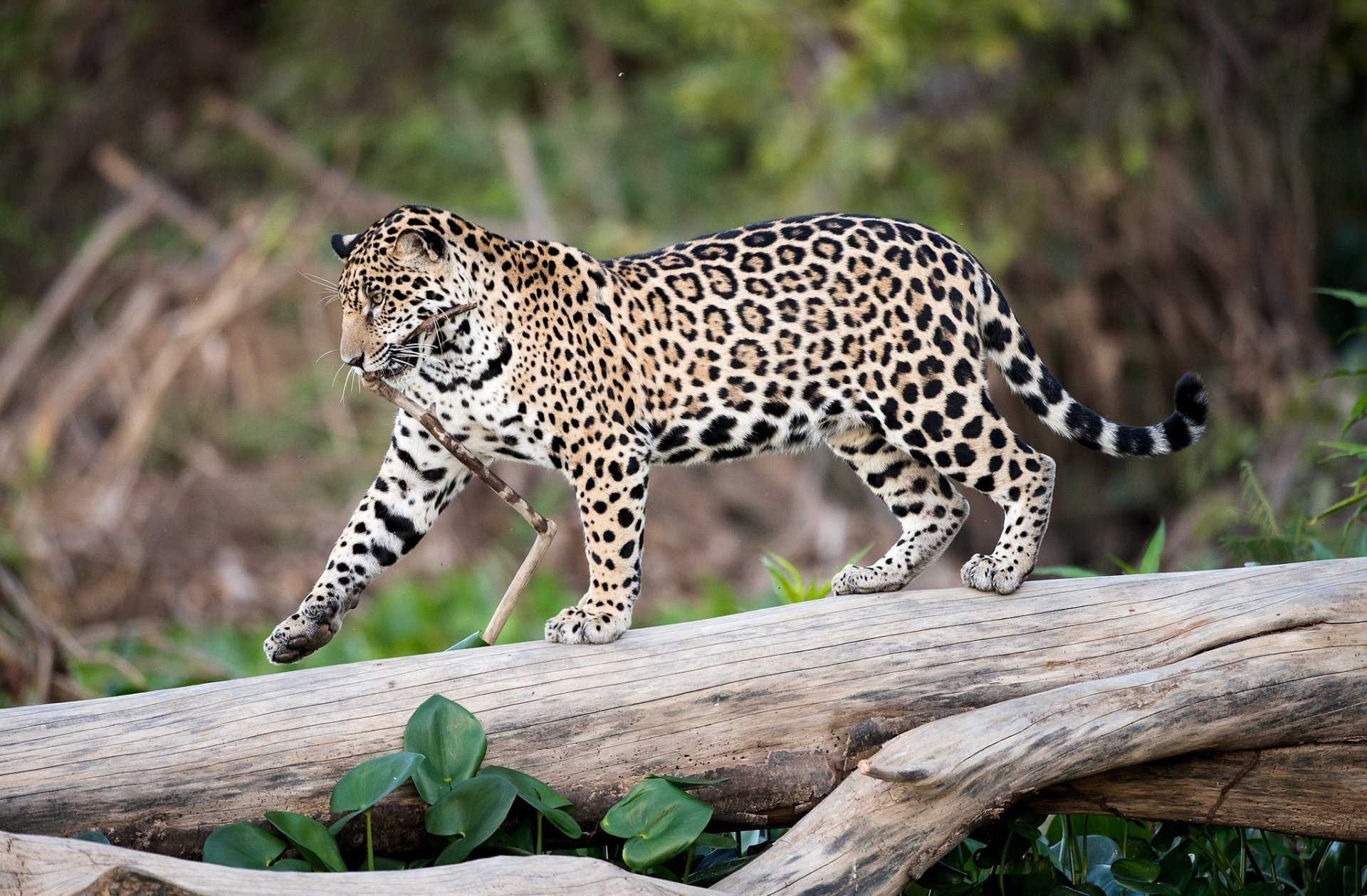 depredador jaguar manchas