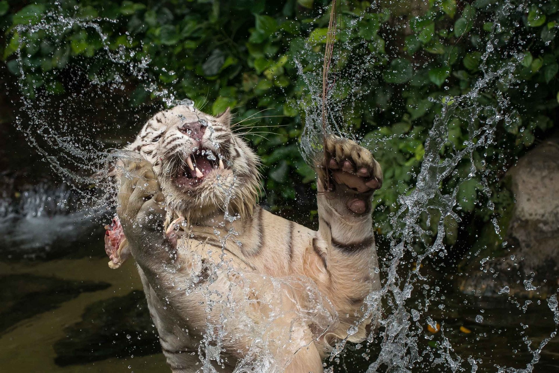 weißer tiger wildkatze raubtier schnauze maul eckzähne pfoten wasser spritzen baden spielen springen