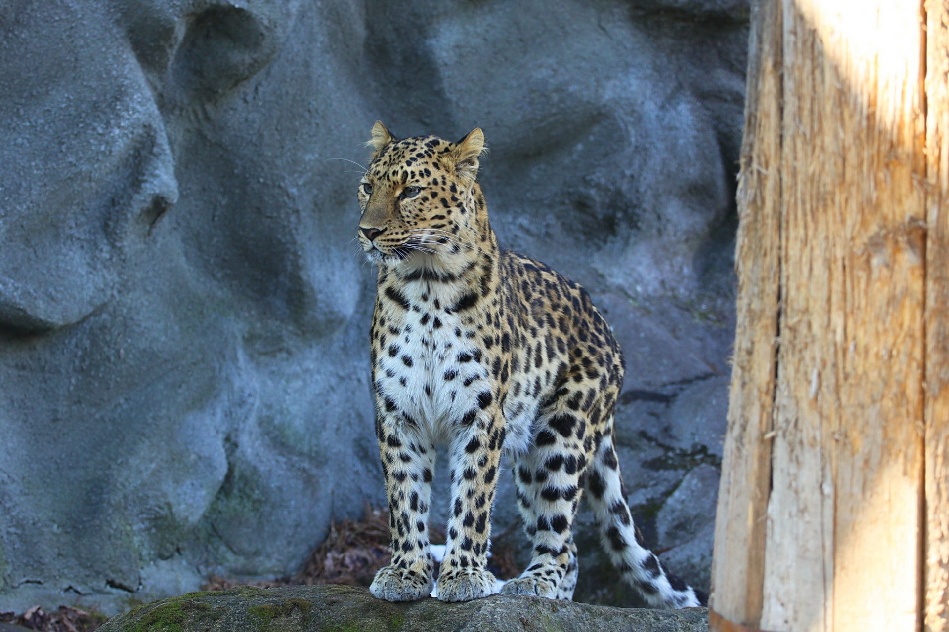 leopard fernöstlicher leopard raubtier aussehen gefleckte katze