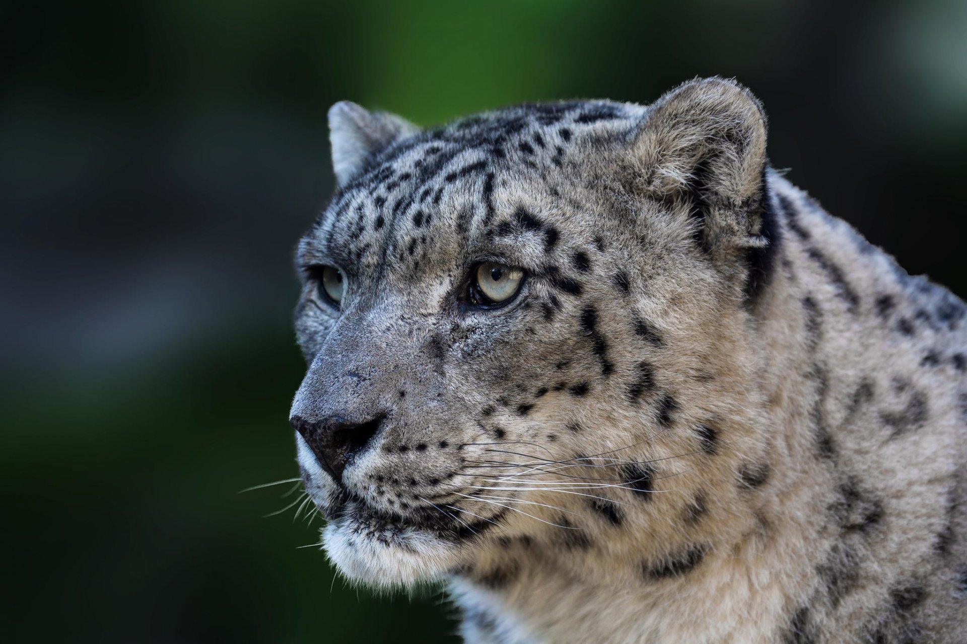 leopardo delle nevi panthera uncia gatto selvatico predatore